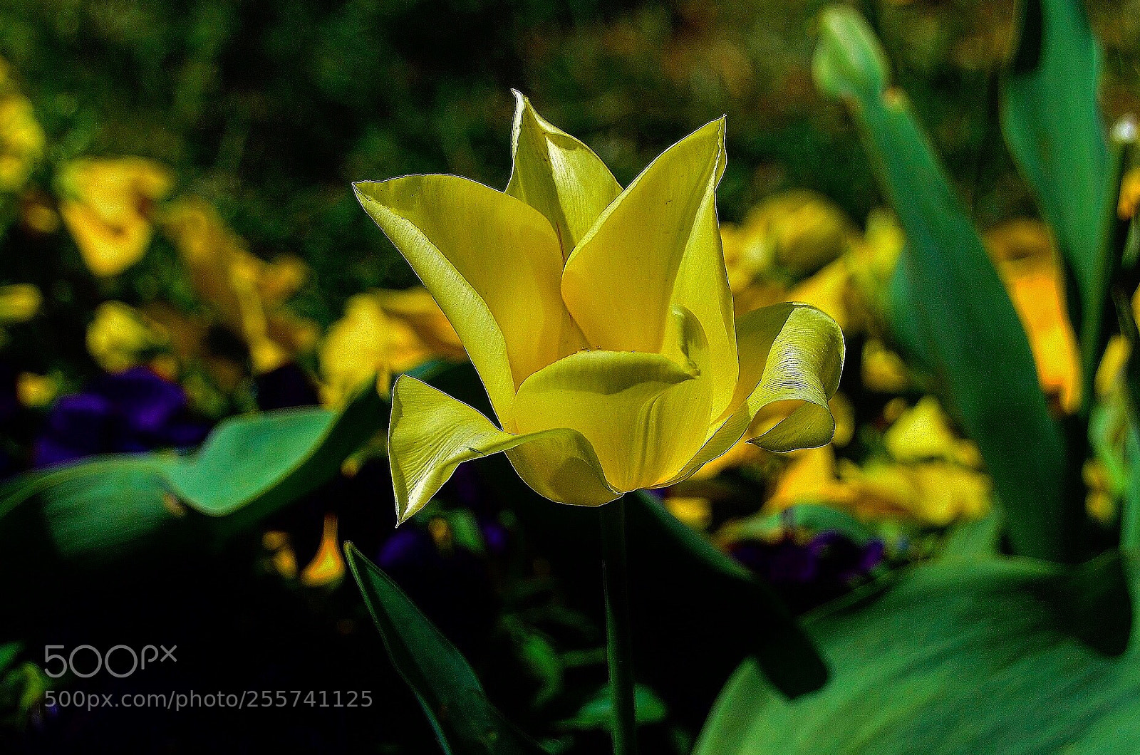 Nikon D7000 sample photo. Interesting shape yellow tulips photography