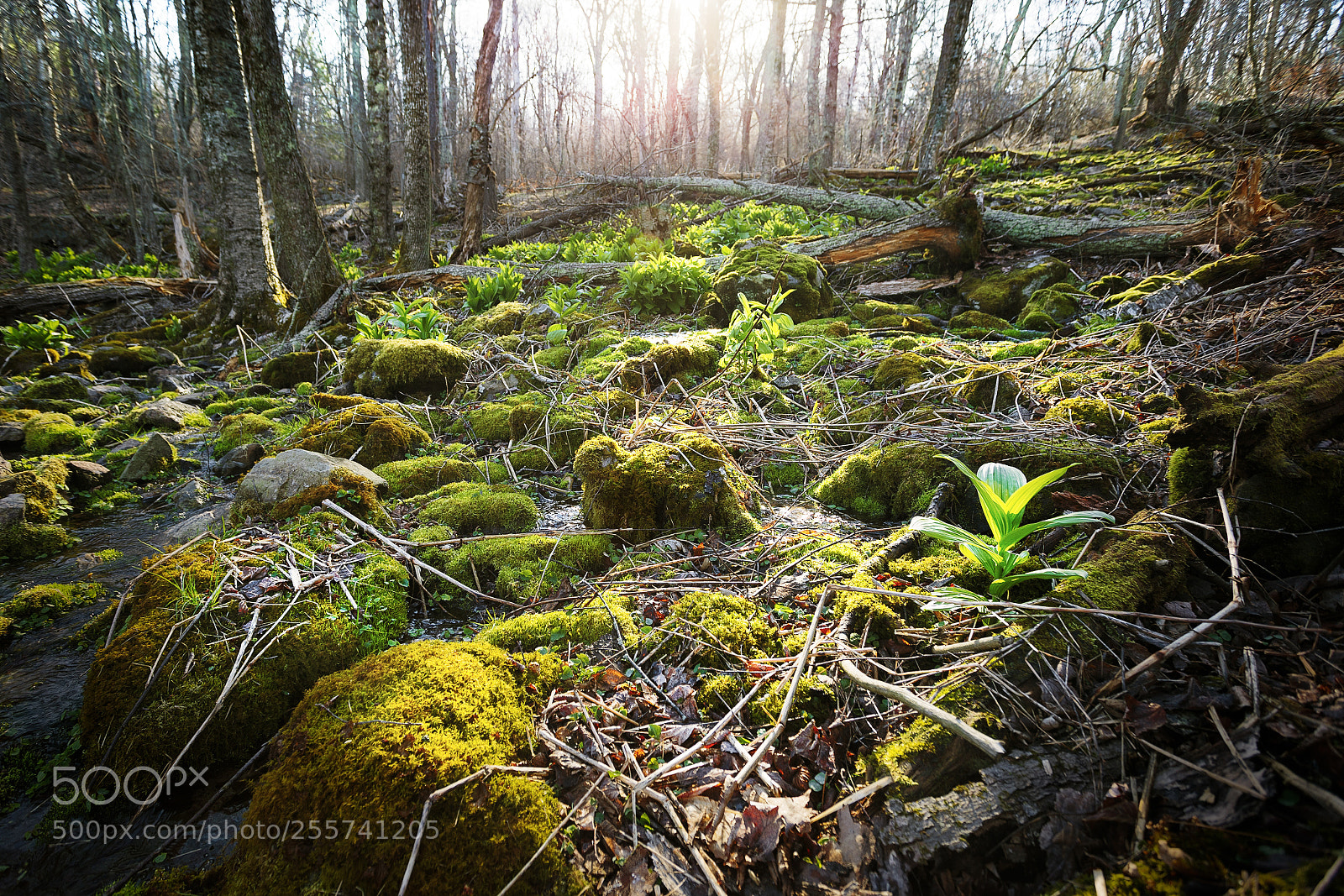Canon EOS 6D sample photo. Spring on the forest photography