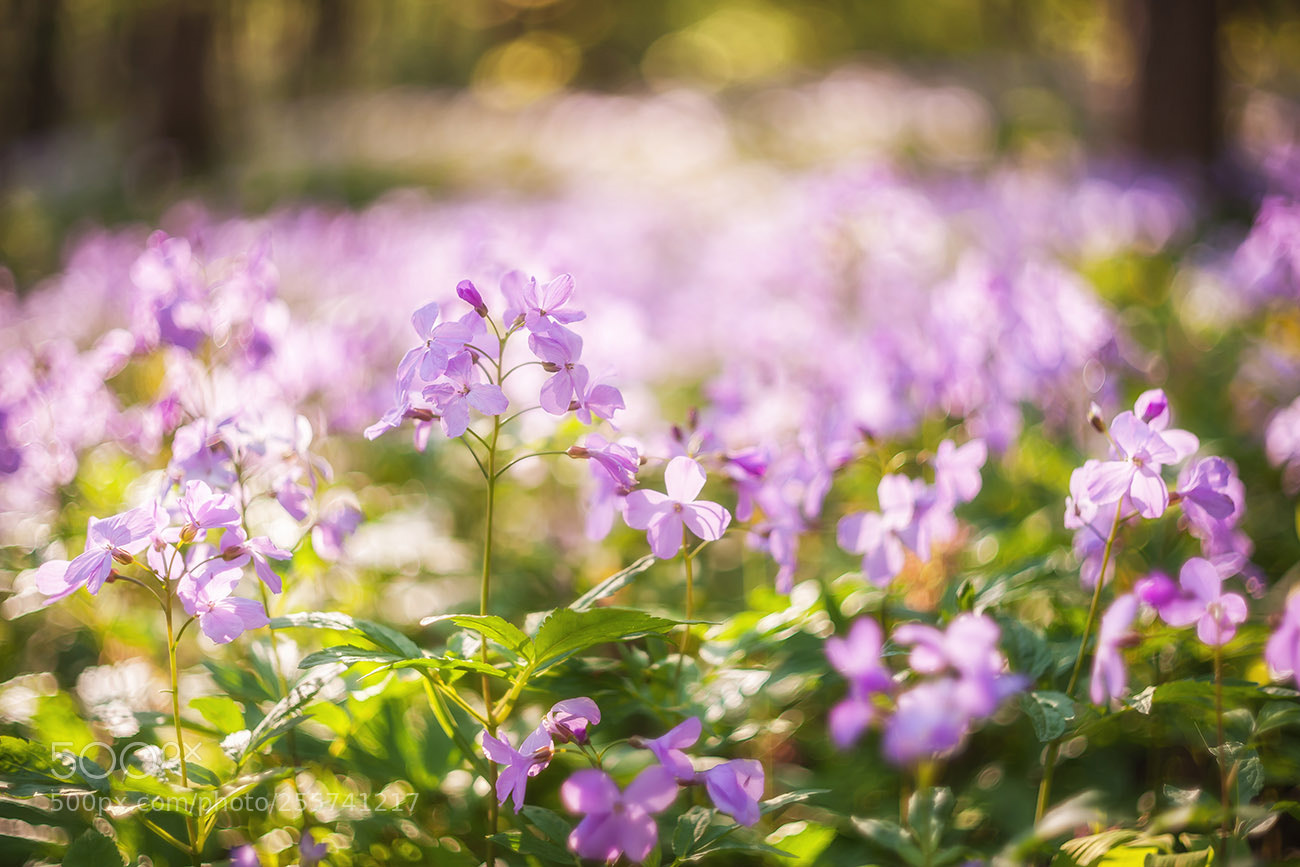 Nikon D700 sample photo. Tenderness of spring forest photography