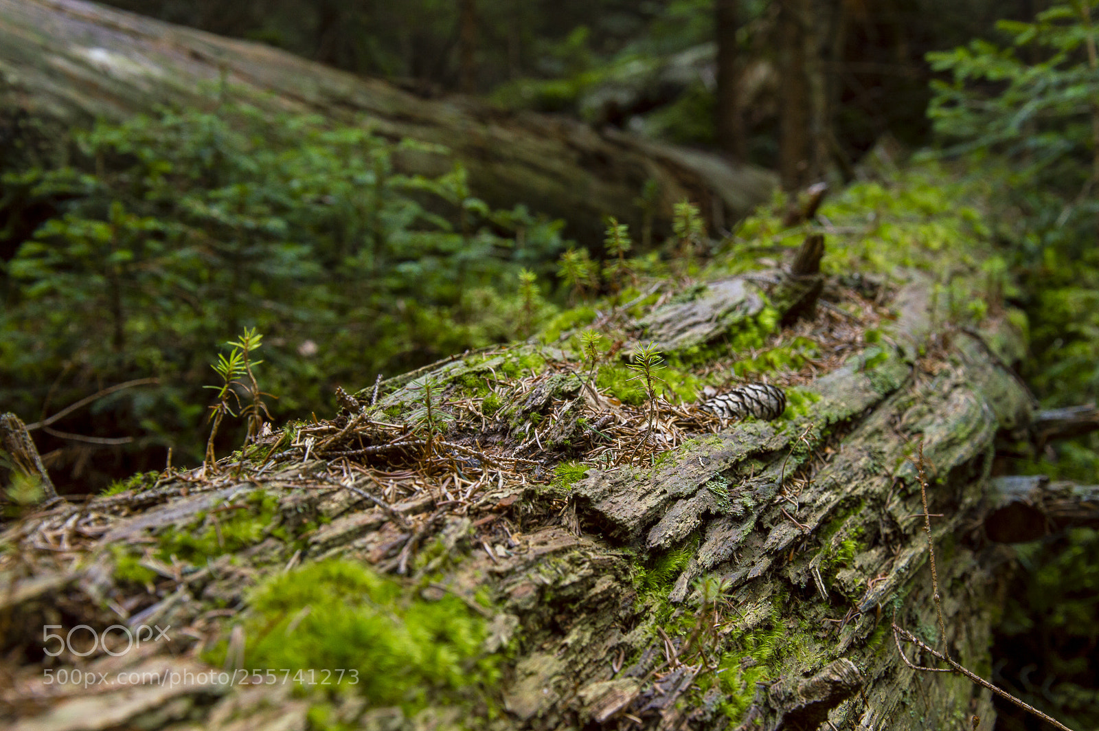 Nikon D3200 sample photo. Little treasures of nature photography