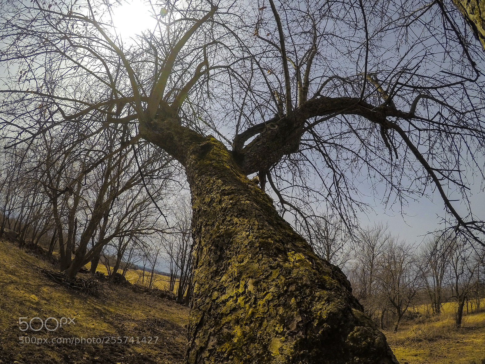 GoPro Hero5 Black sample photo. The spring tree. photography