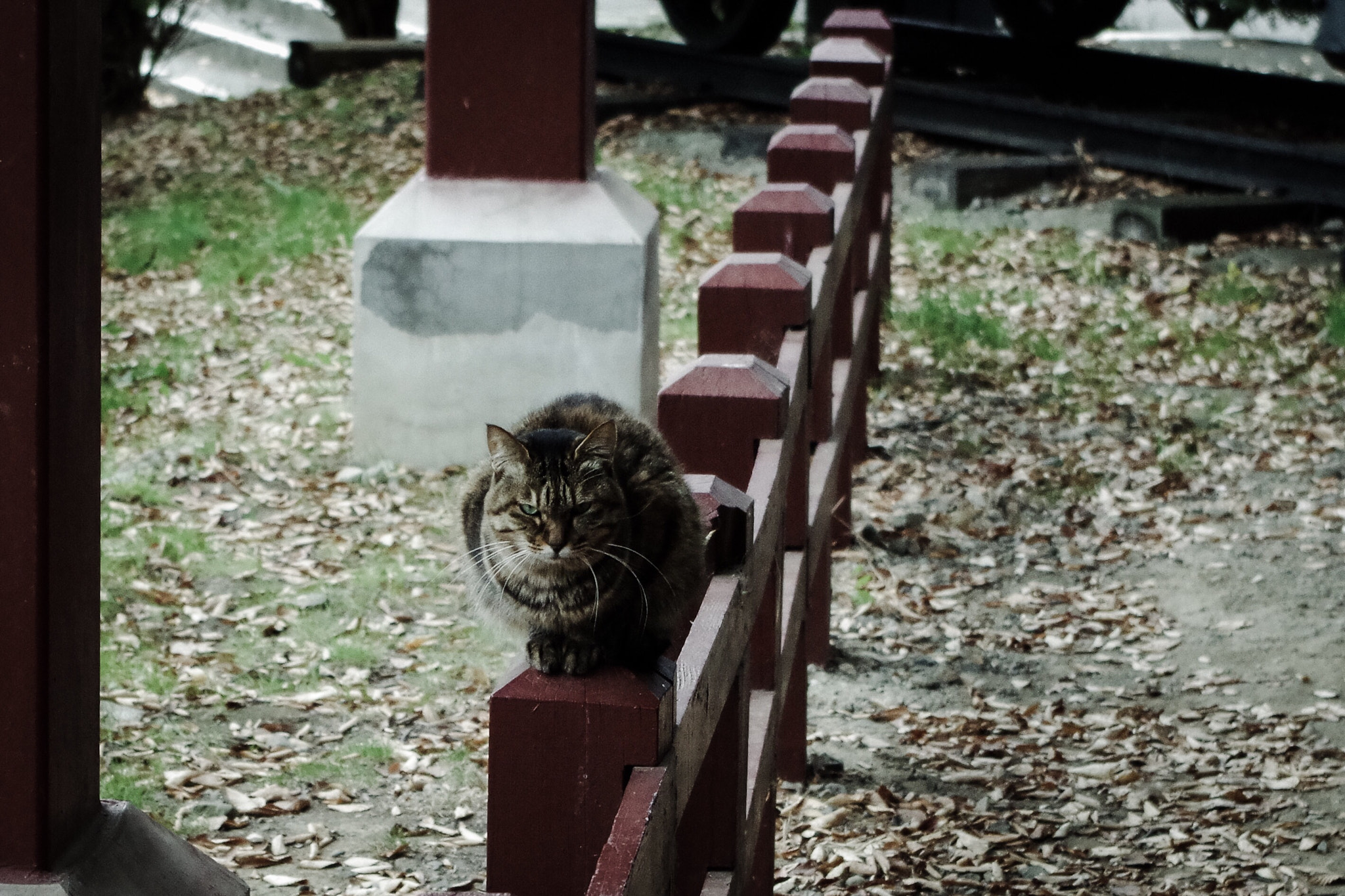 Pentax K-S1 sample photo