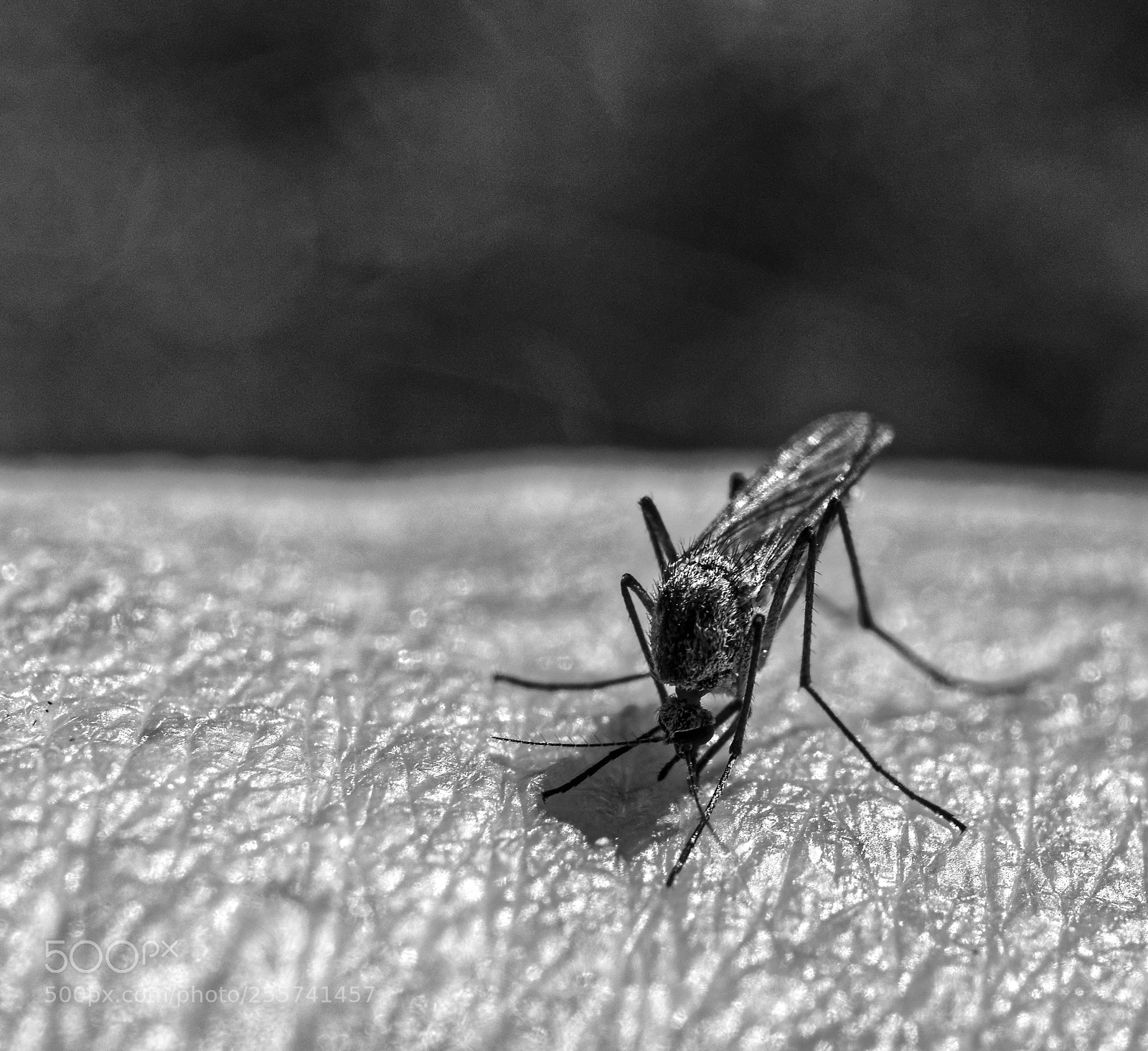 Olympus OM-D E-M5 sample photo. A mosquito at work. photography
