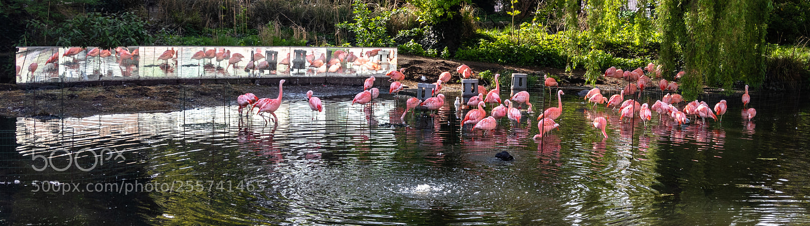 Canon EOS 80D sample photo. Flamingo's in artis photography