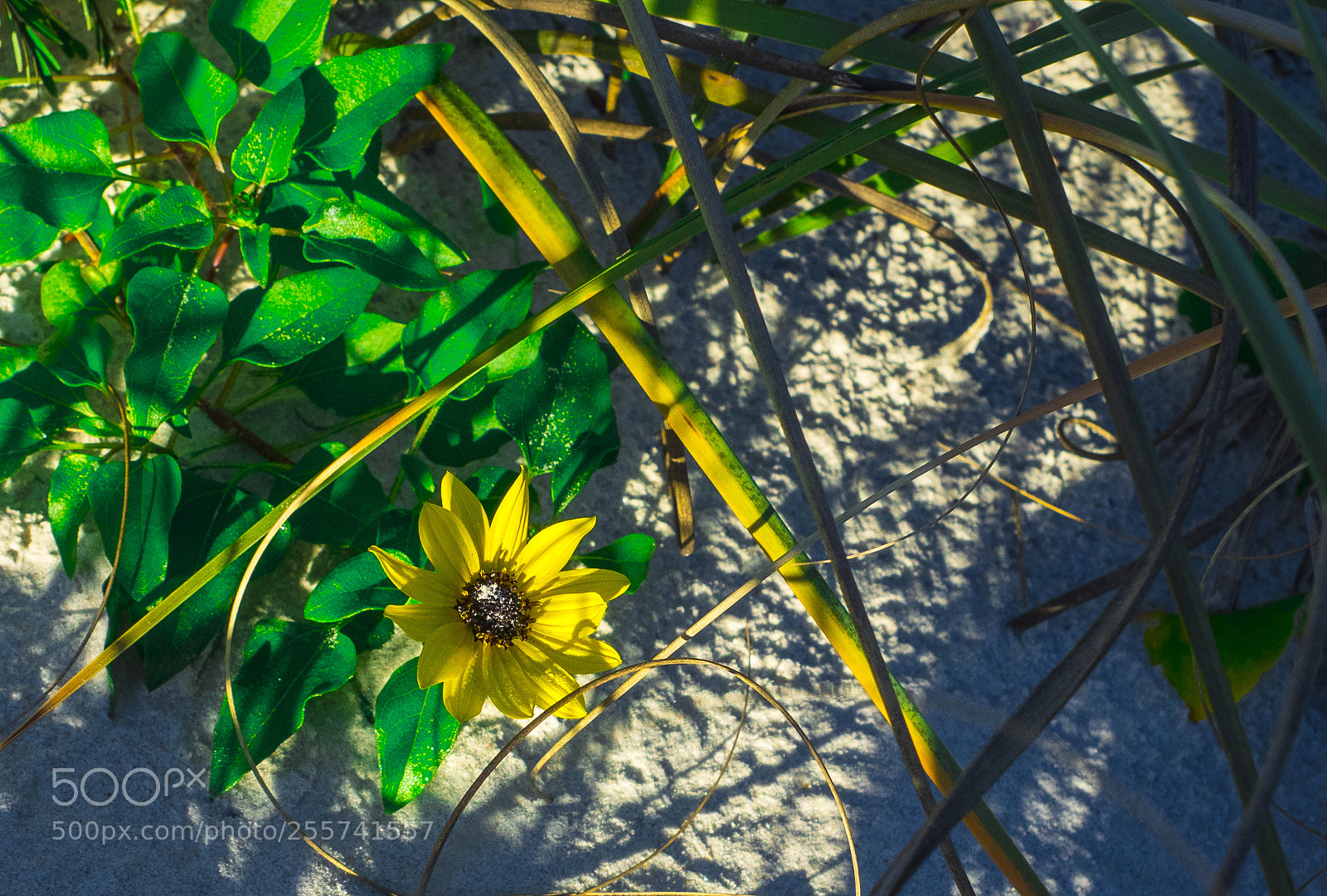 Olympus OM-D E-M1 sample photo. A small yellow flower photography
