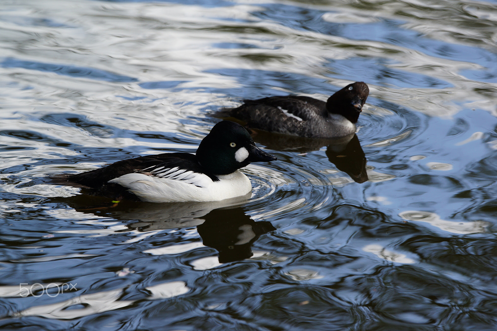 Sony a99 II sample photo. Ducks photography