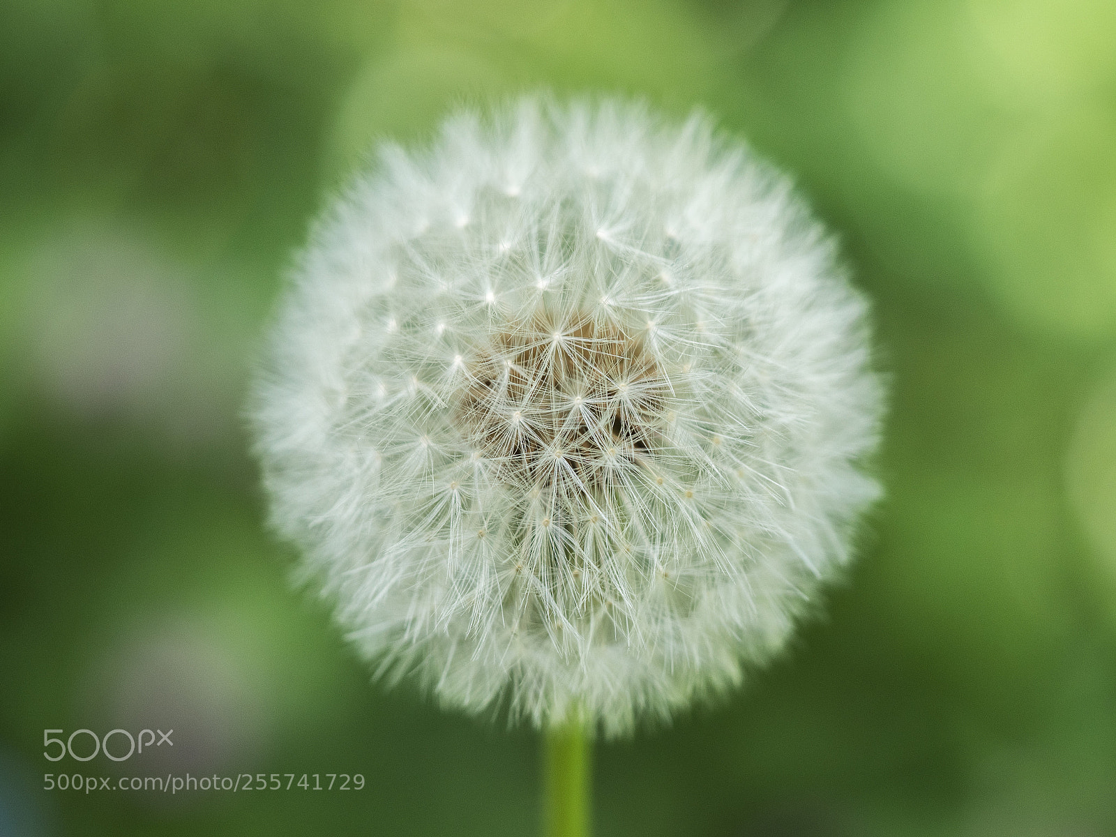 Panasonic Lumix DC-G9 sample photo. _1021027.jpg photography