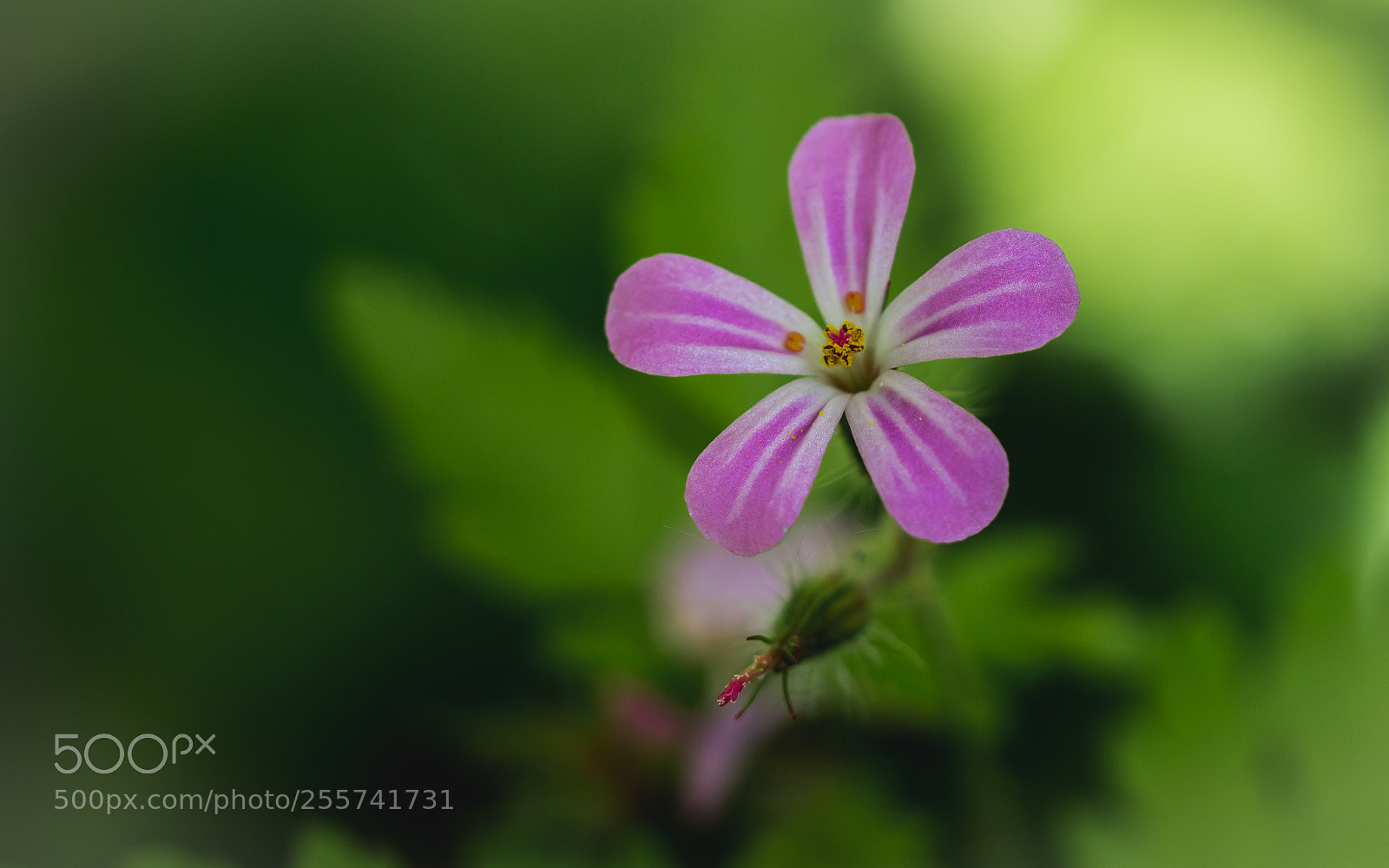 Panasonic Lumix DC-G9 sample photo. _1021044.jpg photography