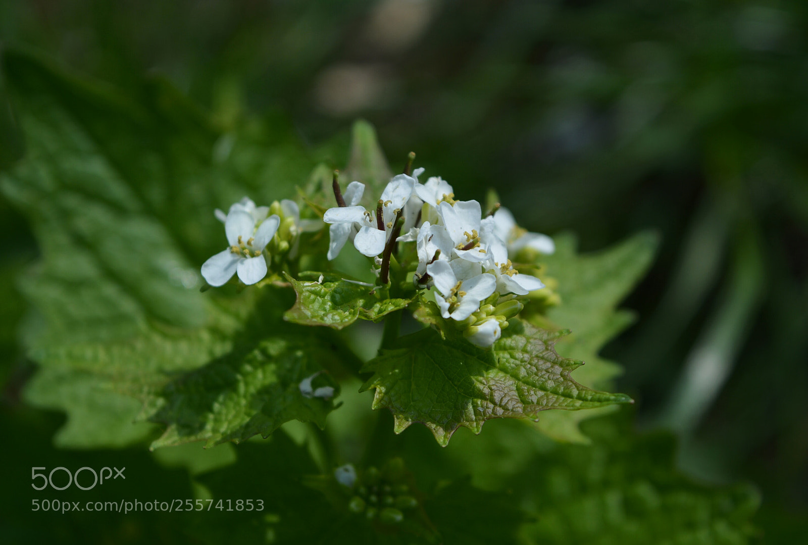 Nikon D5200 sample photo. ... photography