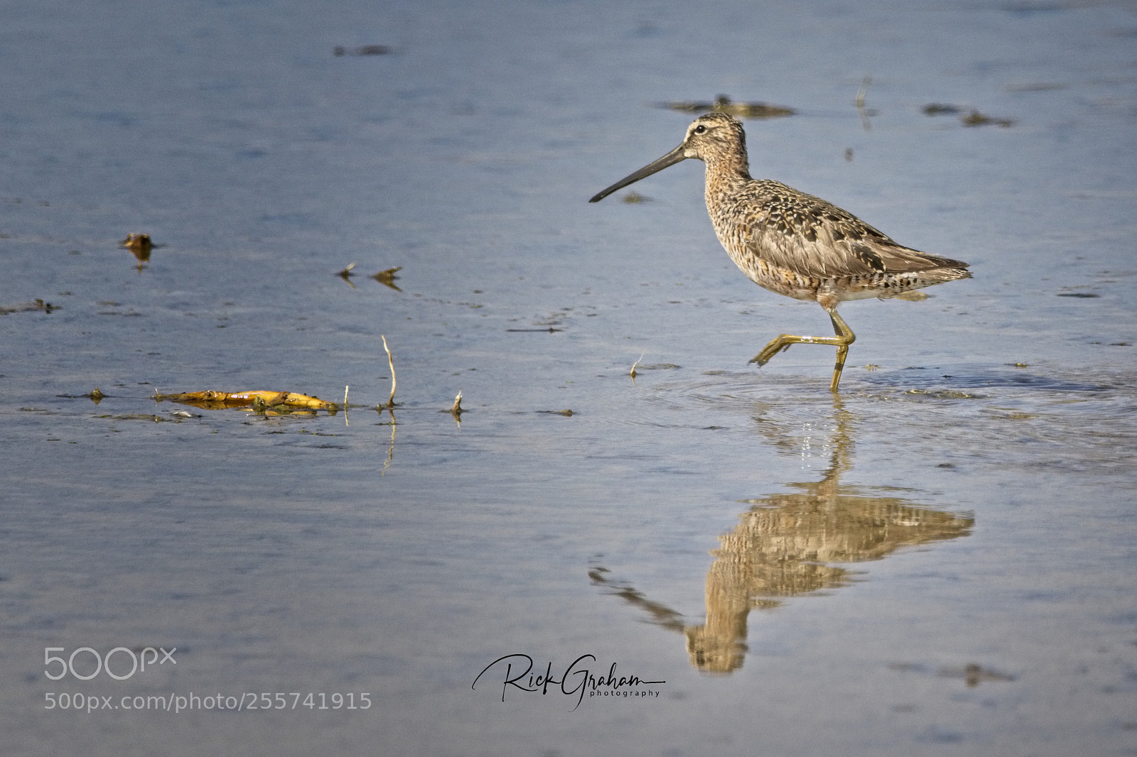 Canon EOS 80D sample photo. Long-billed dowitcher photography
