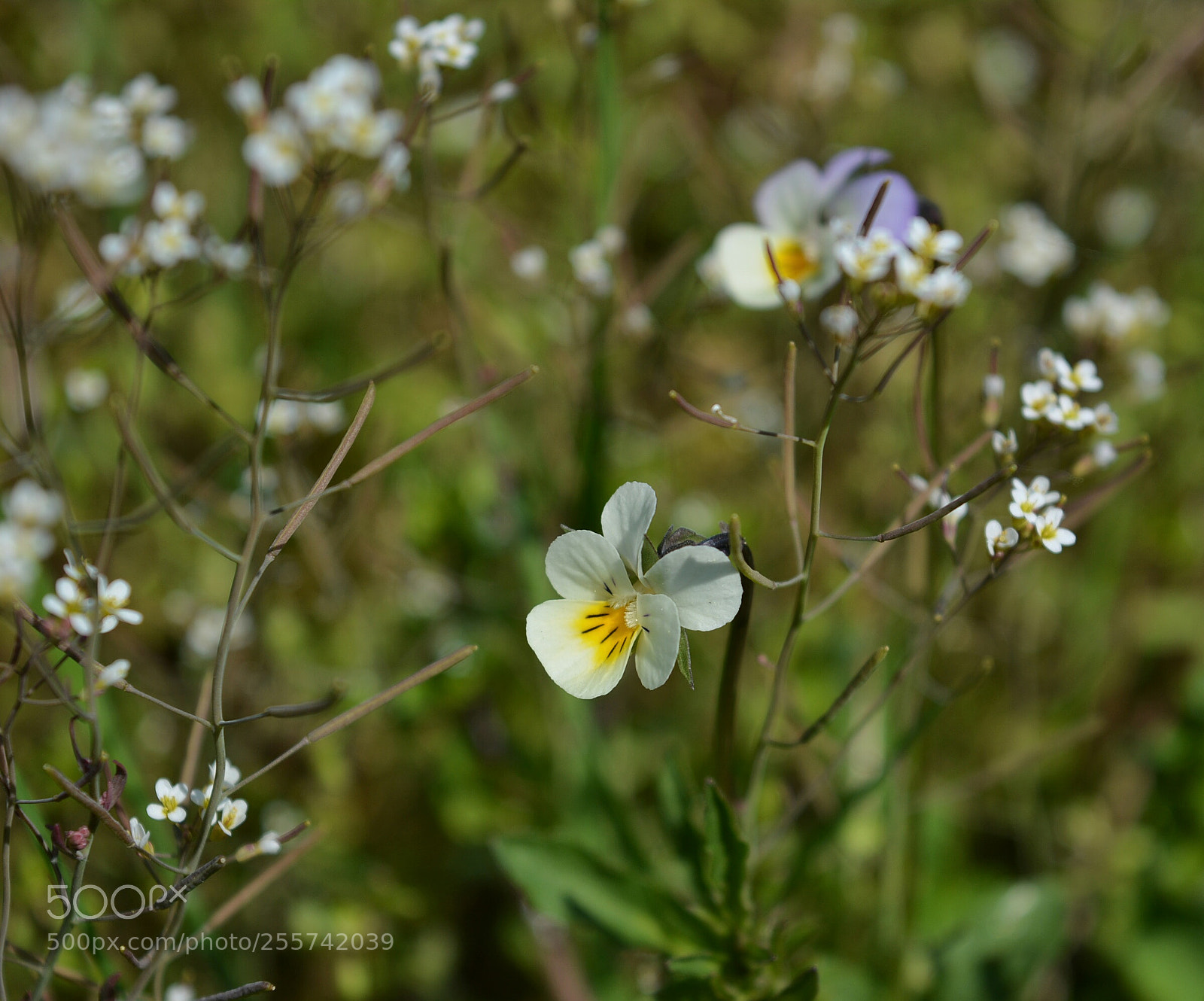 Nikon D5200 sample photo. .... photography