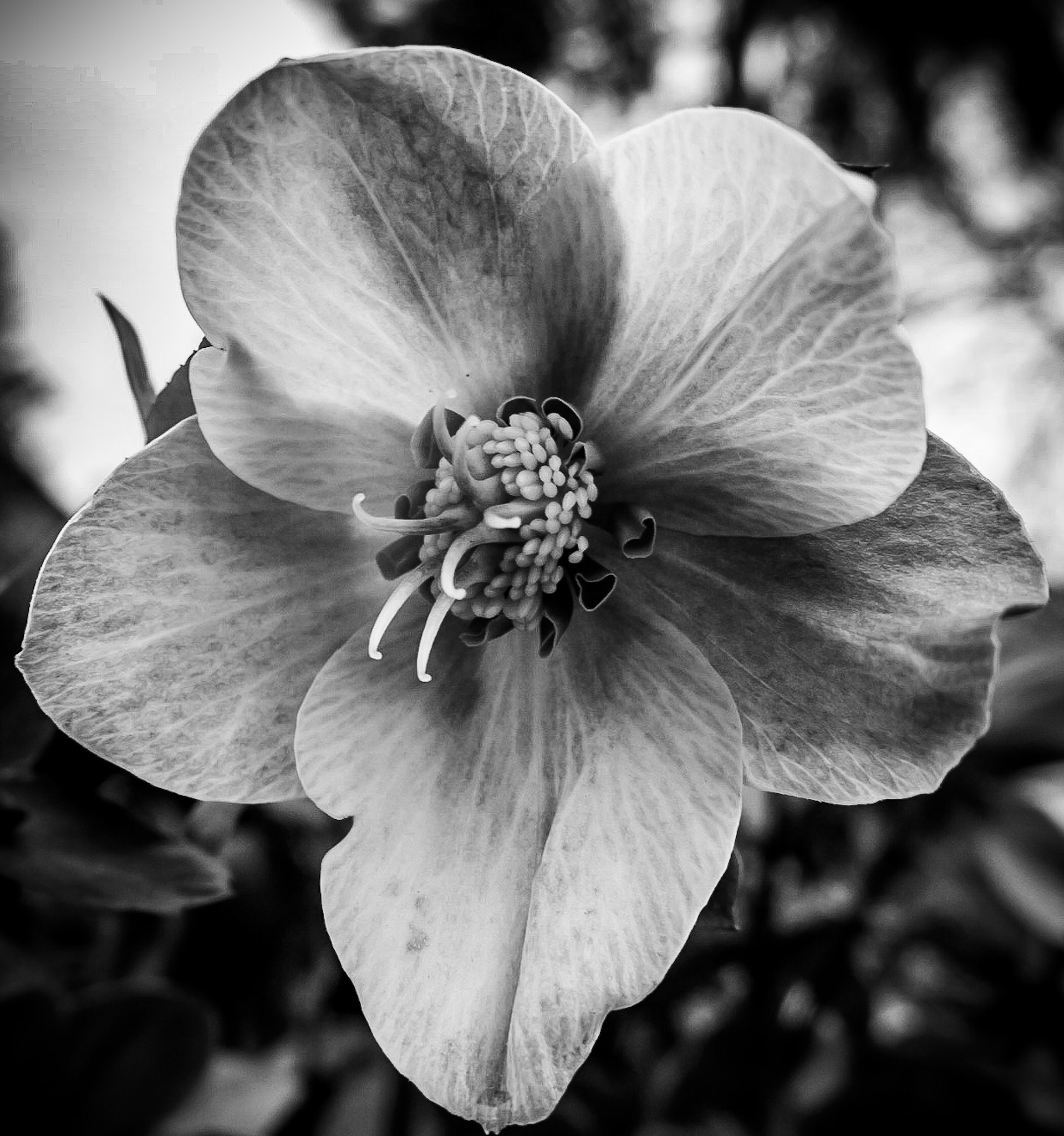 Canon PowerShot G1 X Mark II sample photo. Boom photography