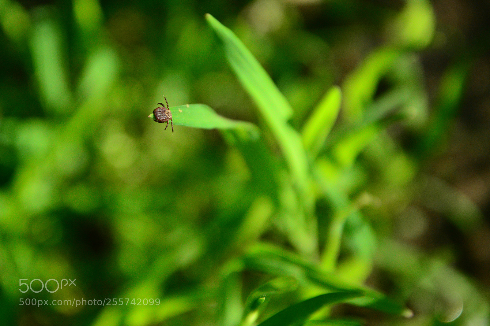 Nikon D7100 sample photo. Ixodes ricinus, a hard photography