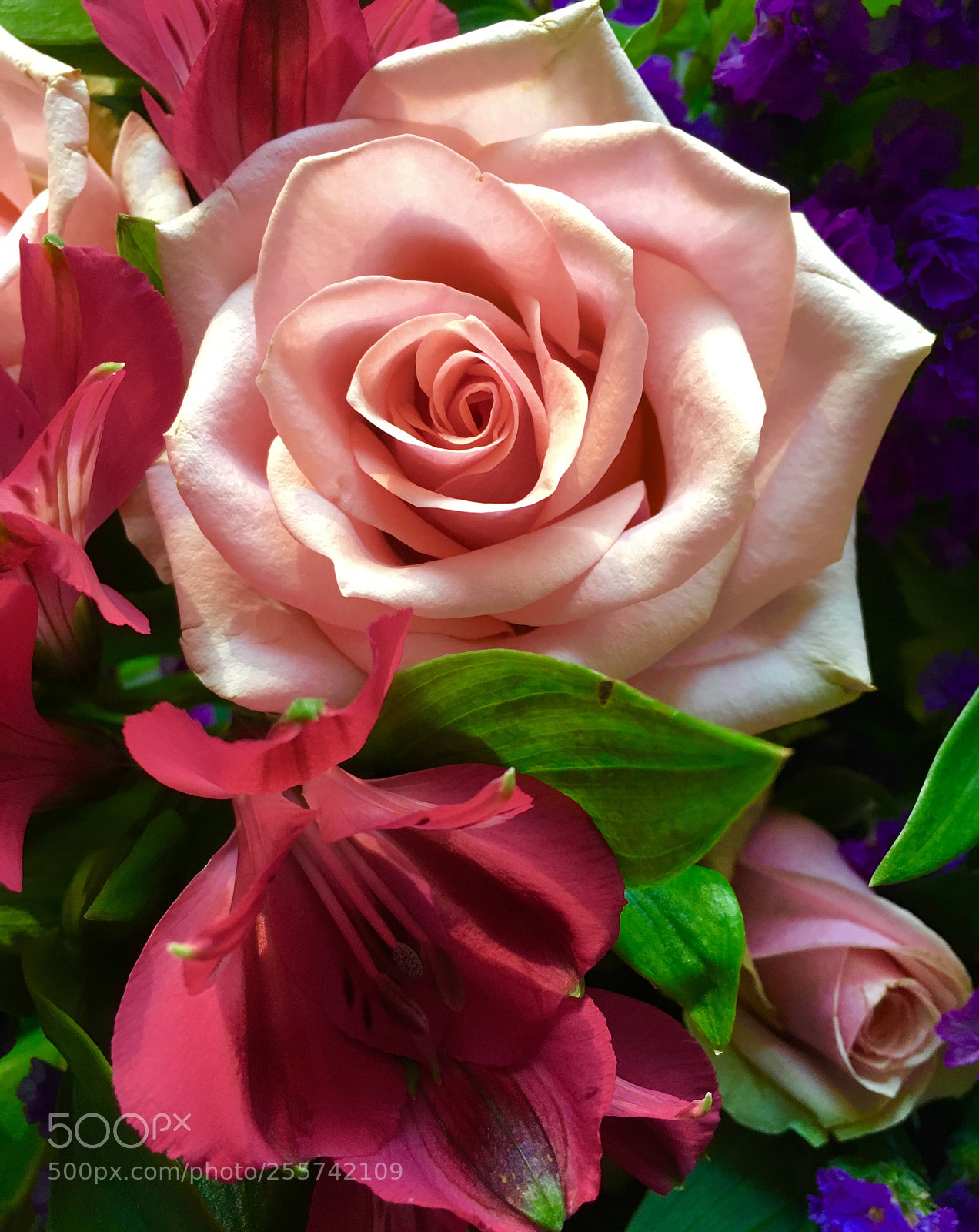 Apple iPhone SE sample photo. The rose photography