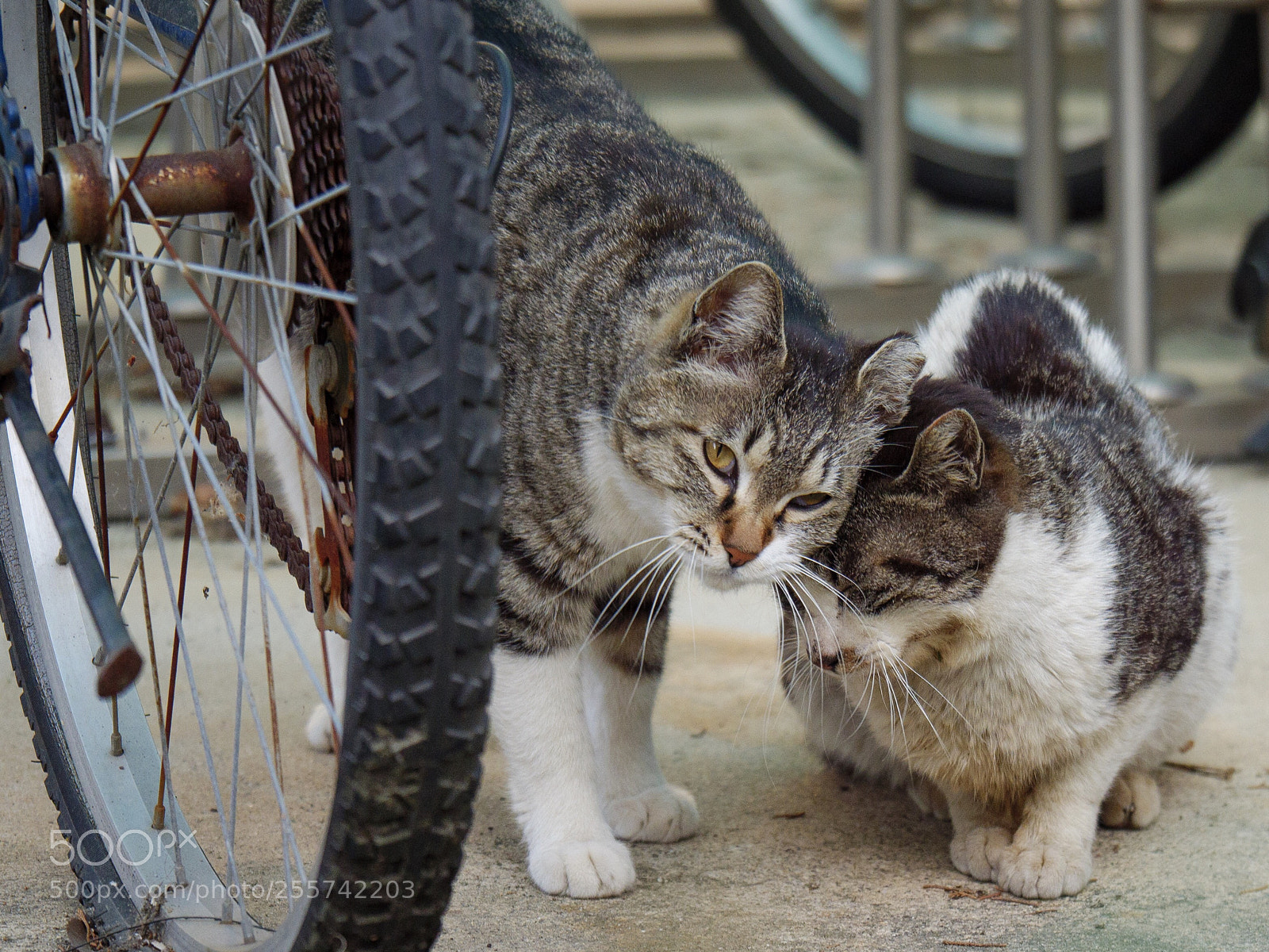 Panasonic Lumix DC-G9 sample photo. 사이 좋은 길고양이들 photography