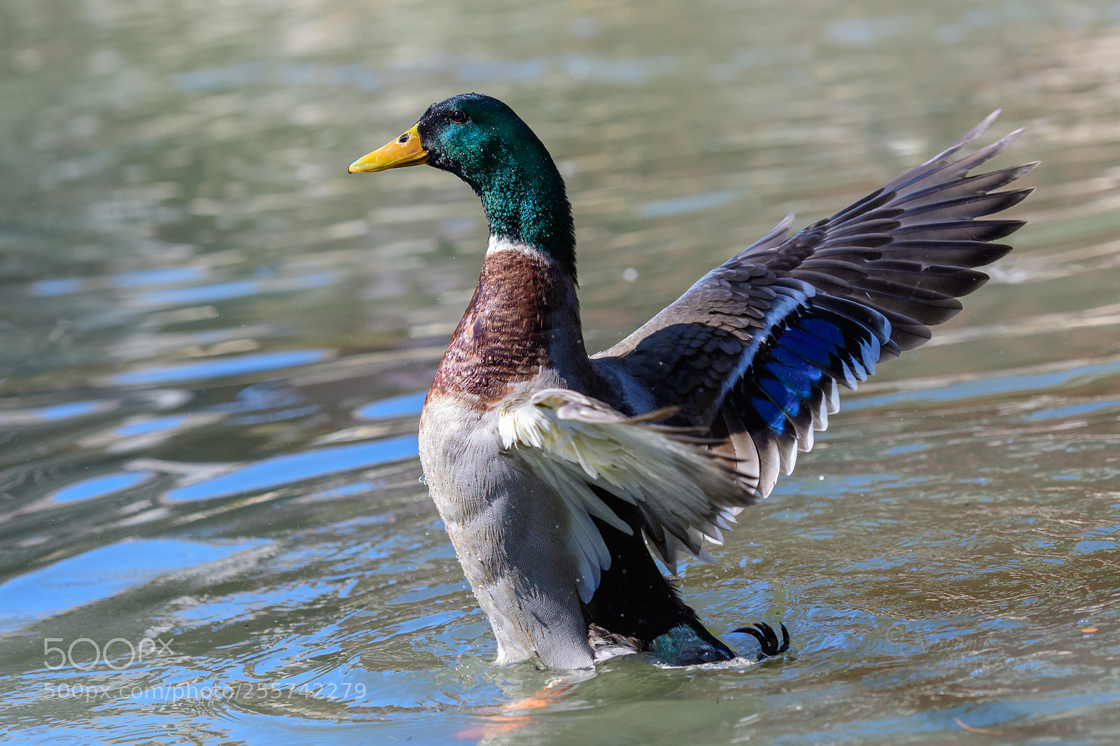 Nikon D500 sample photo. Mallard duck photography