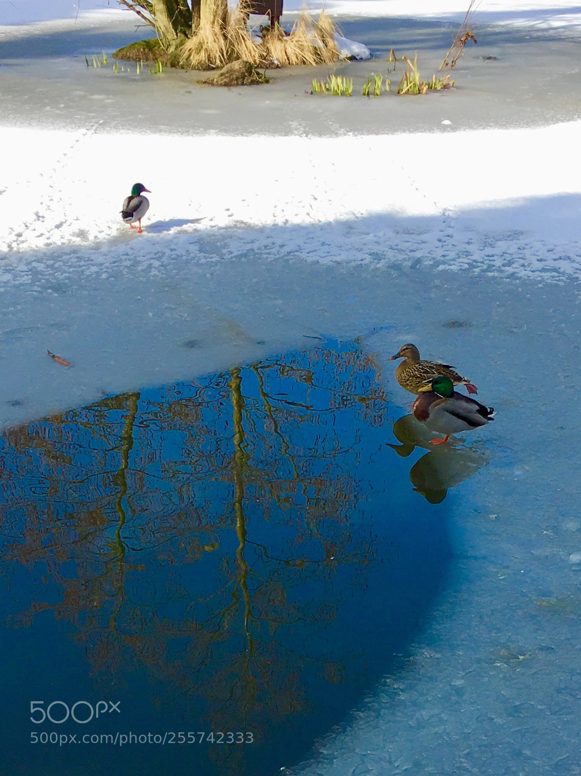 Apple iPhone 6s sample photo. Winter pond  photography