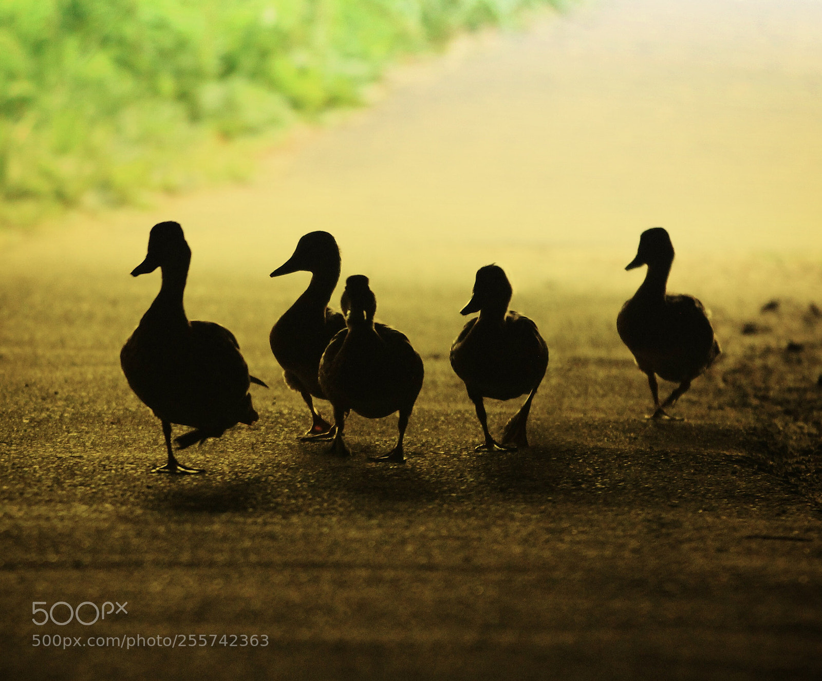 Canon EOS 60D sample photo. Shady ducks photography