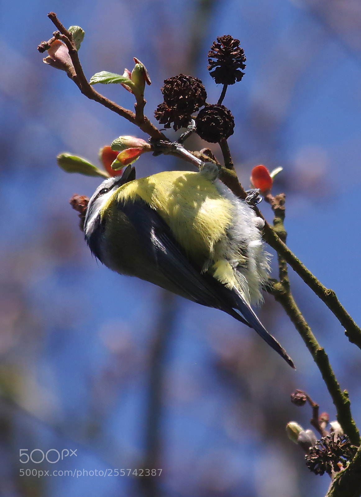 Pentax K-3 sample photo. Spring blue tit photography