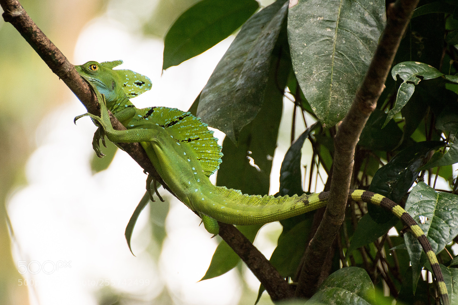 Nikon D7100 sample photo. Costarica tortuguero ddsc photography