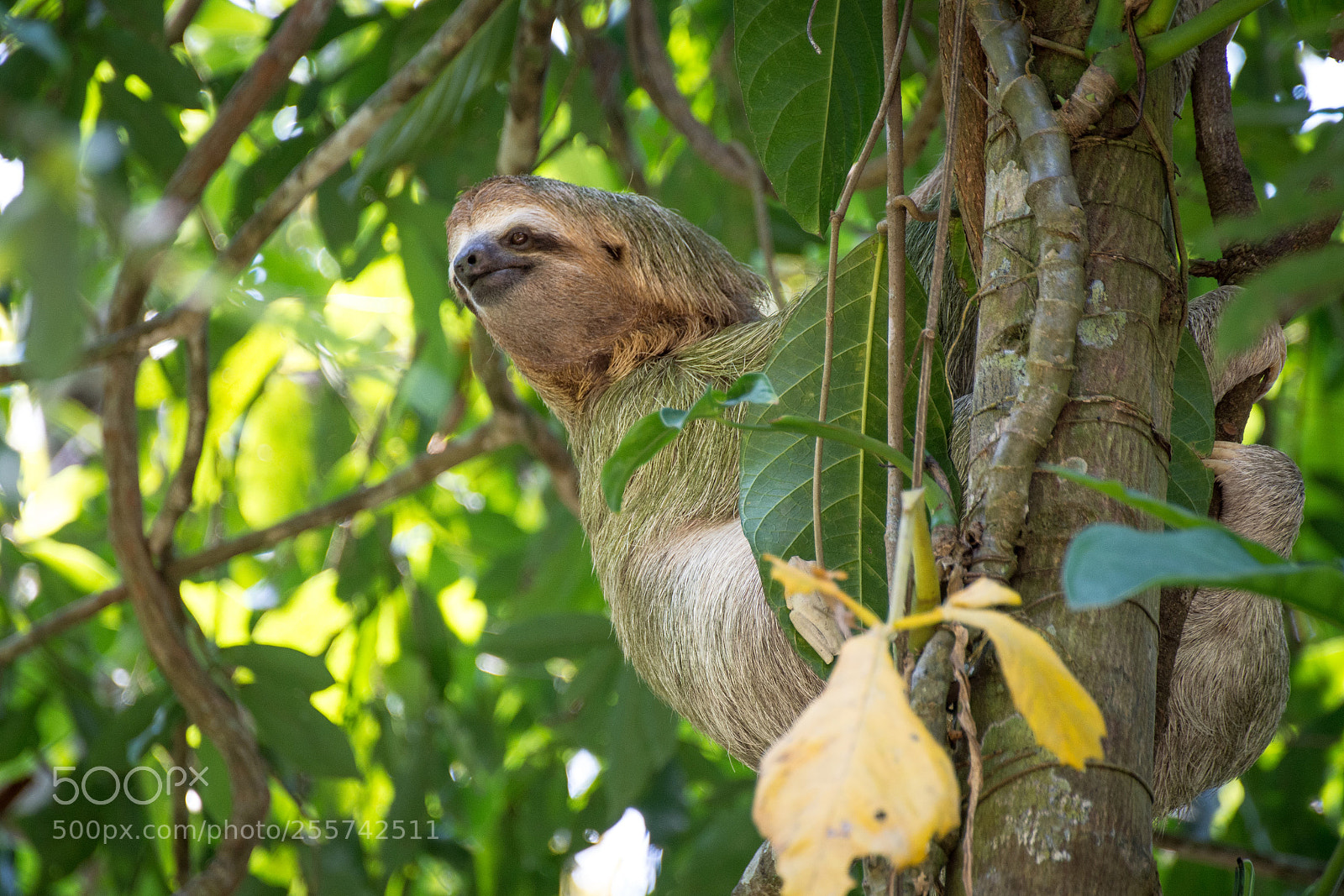 Nikon D7100 sample photo. Costarica manuelantonio ddsc photography