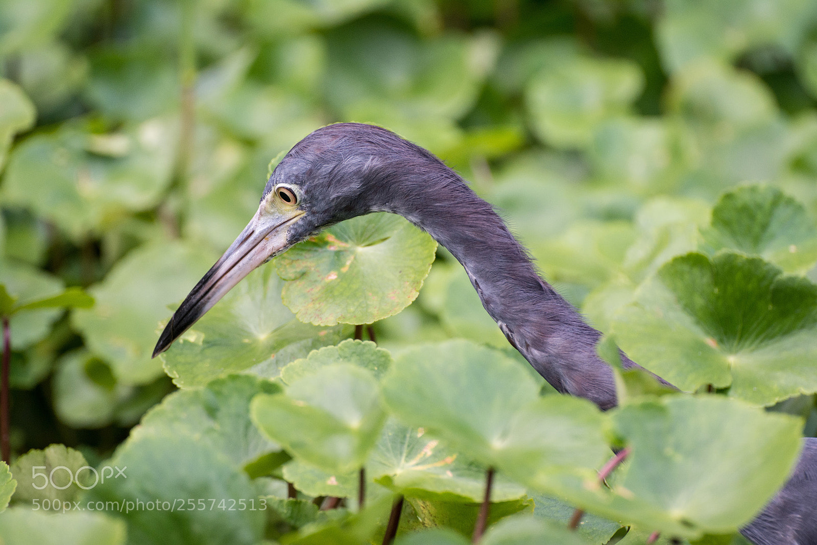 Nikon D7100 sample photo. Costarica tortuguero ddsc photography