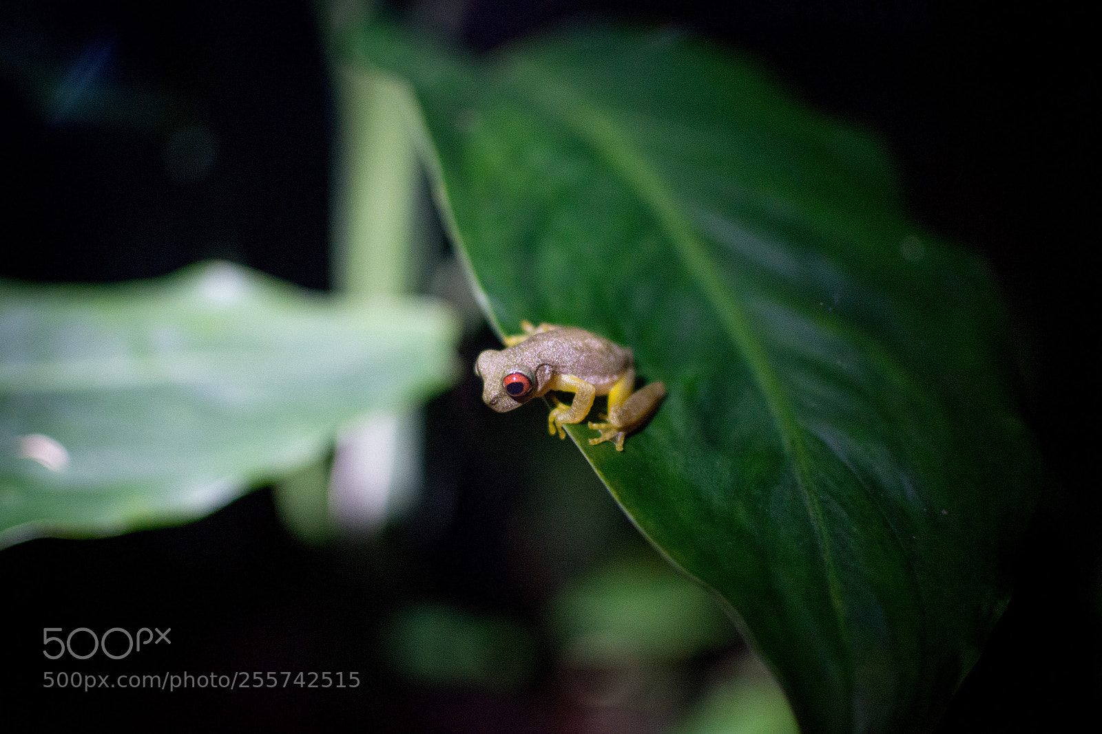 Nikon D7100 sample photo. Costarica monteverde ddsc photography