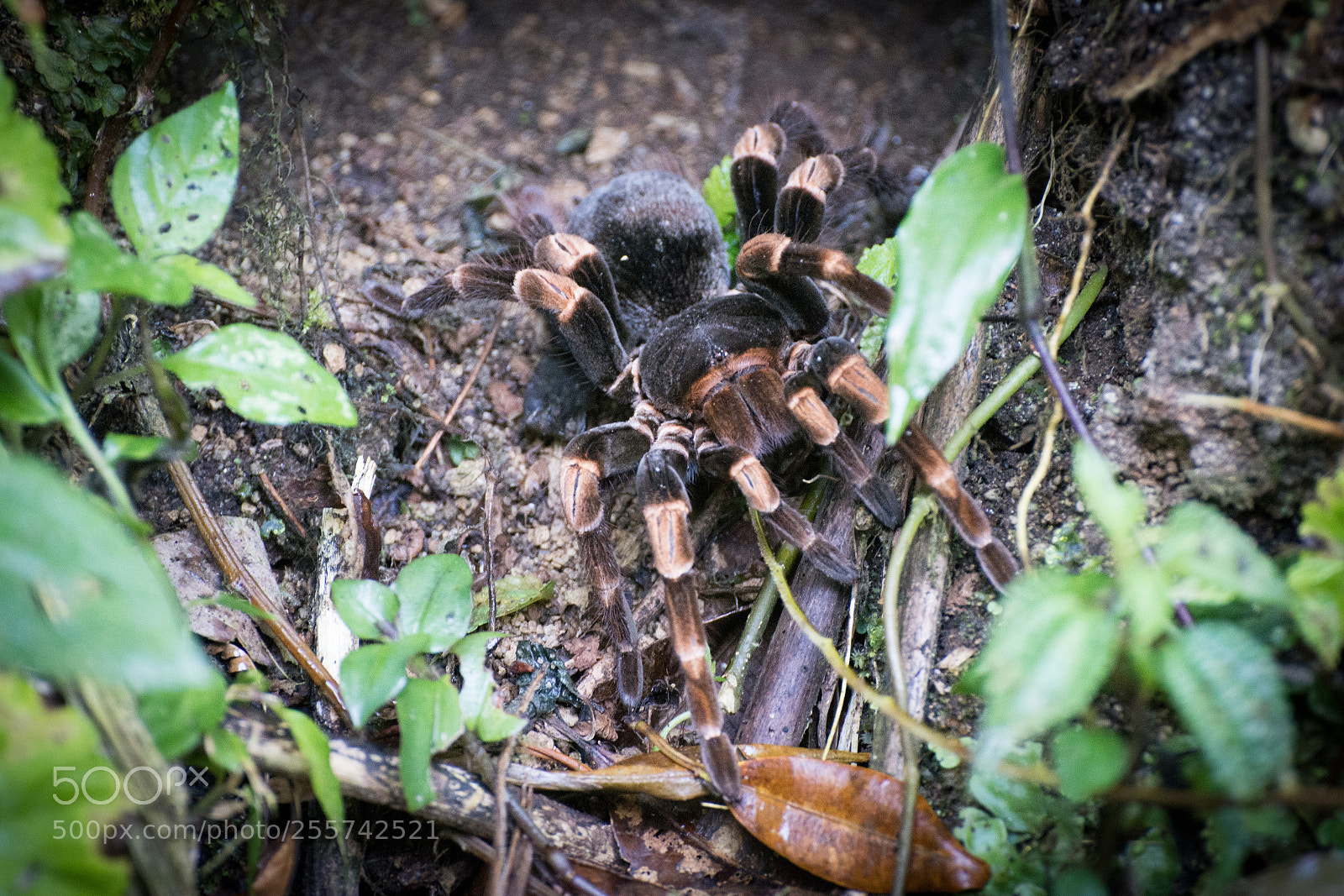 Nikon D7100 sample photo. Costarica santaelena ddsc photography