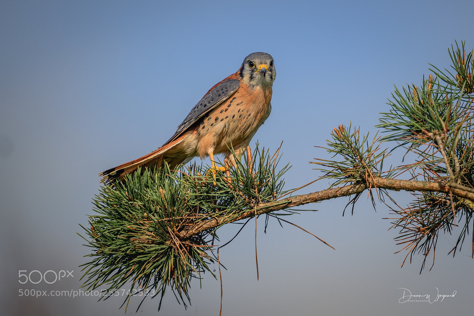 Nikon D500 sample photo. American kestrel photography