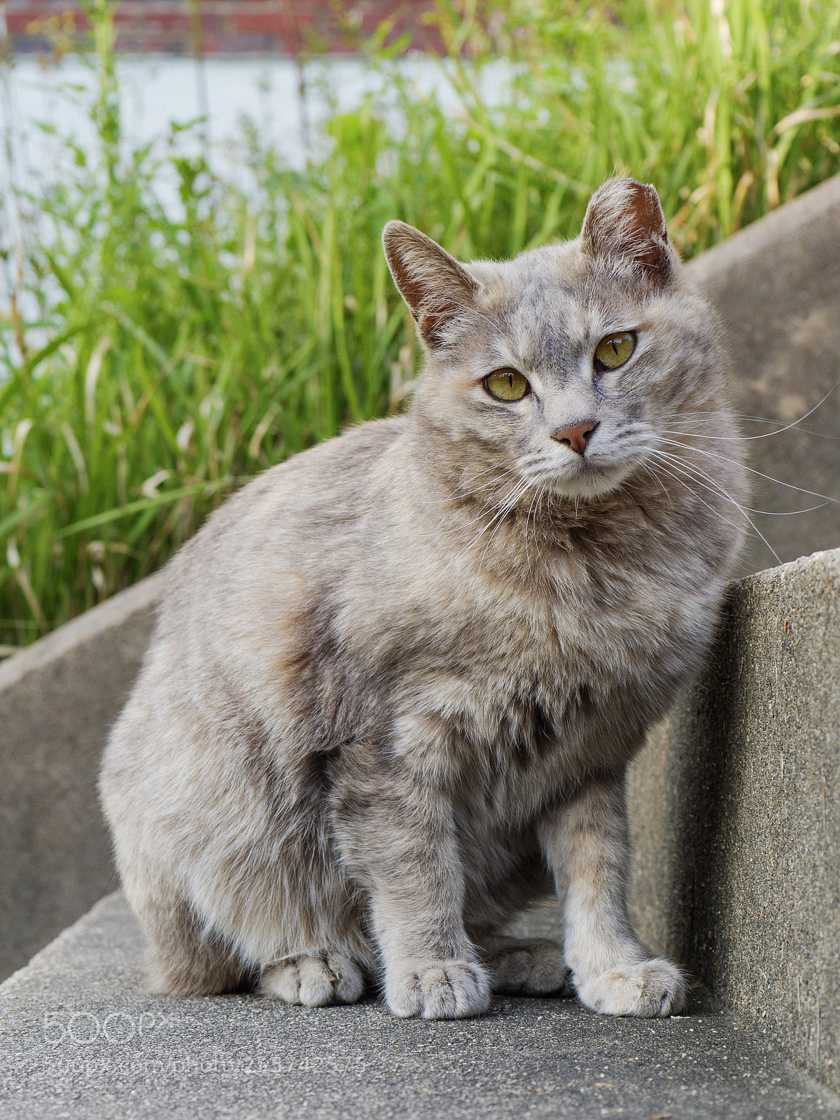 Panasonic Lumix DC-G9 sample photo. 계단에 앉은 회색 길고양이 photography