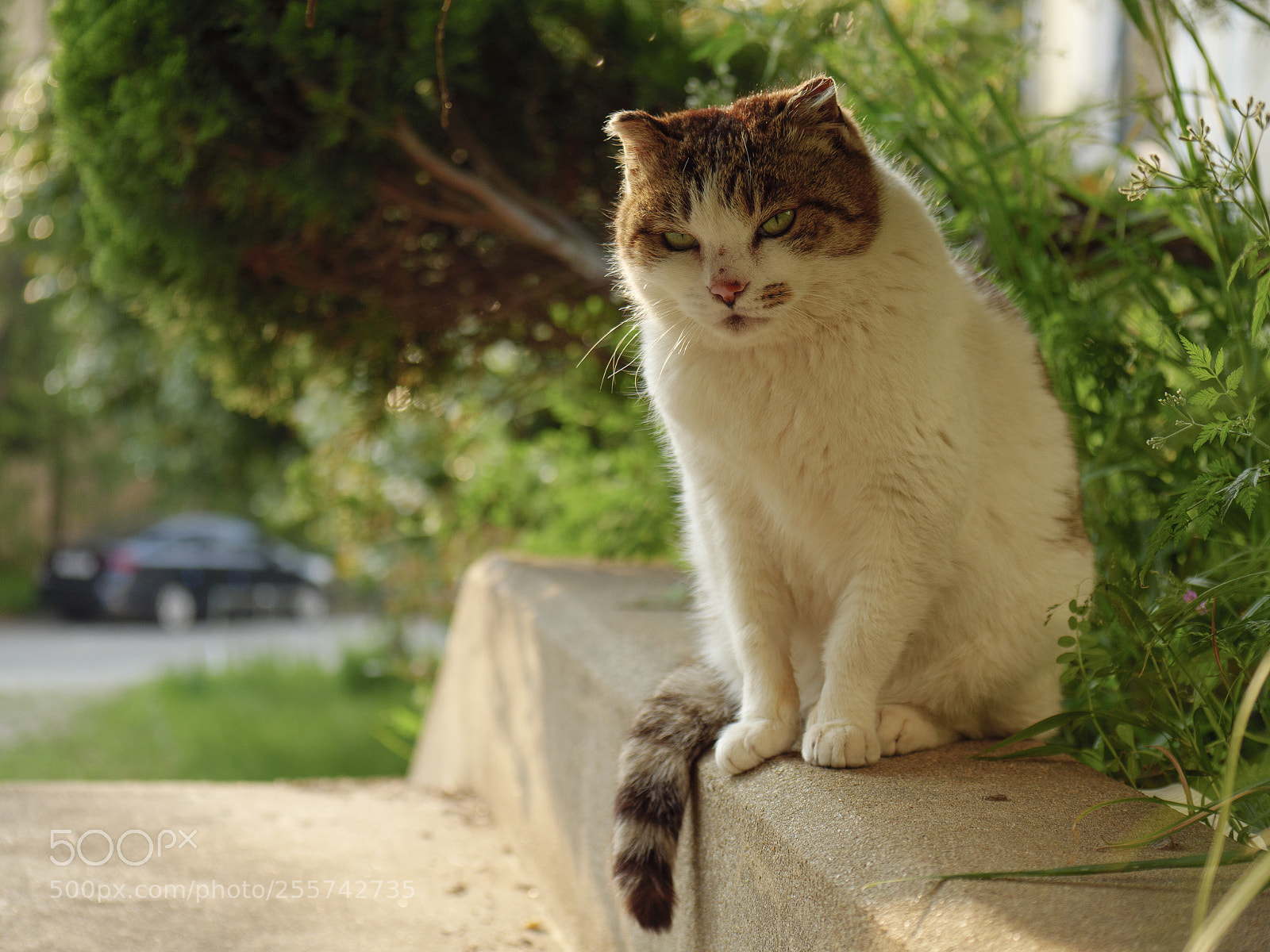 Panasonic Lumix DC-G9 sample photo. 해질녘 계단의 길고양이 photography