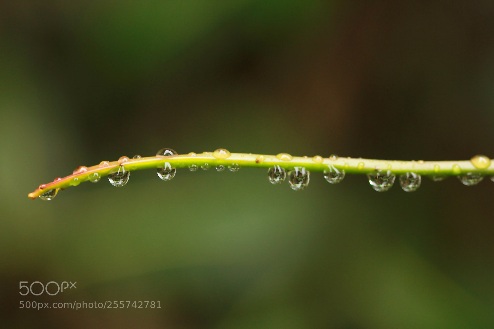 Canon EOS 600D (Rebel EOS T3i / EOS Kiss X5) sample photo. After the rain photography