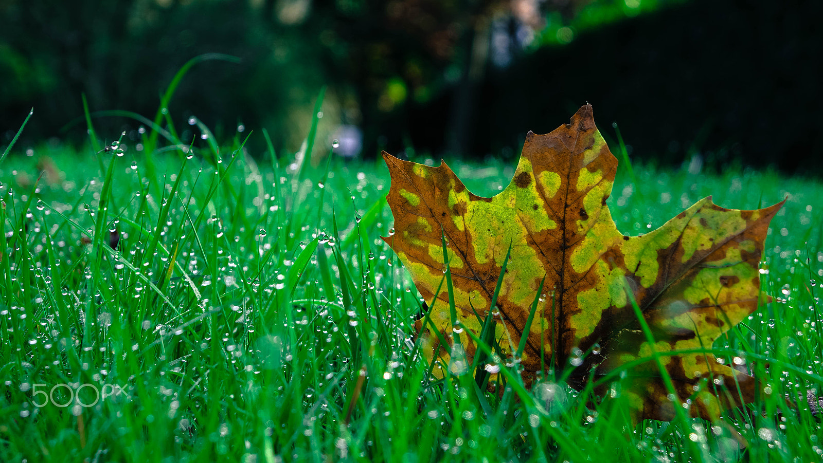 Sony Cyber-shot DSC-RX10 II sample photo. Nature photography
