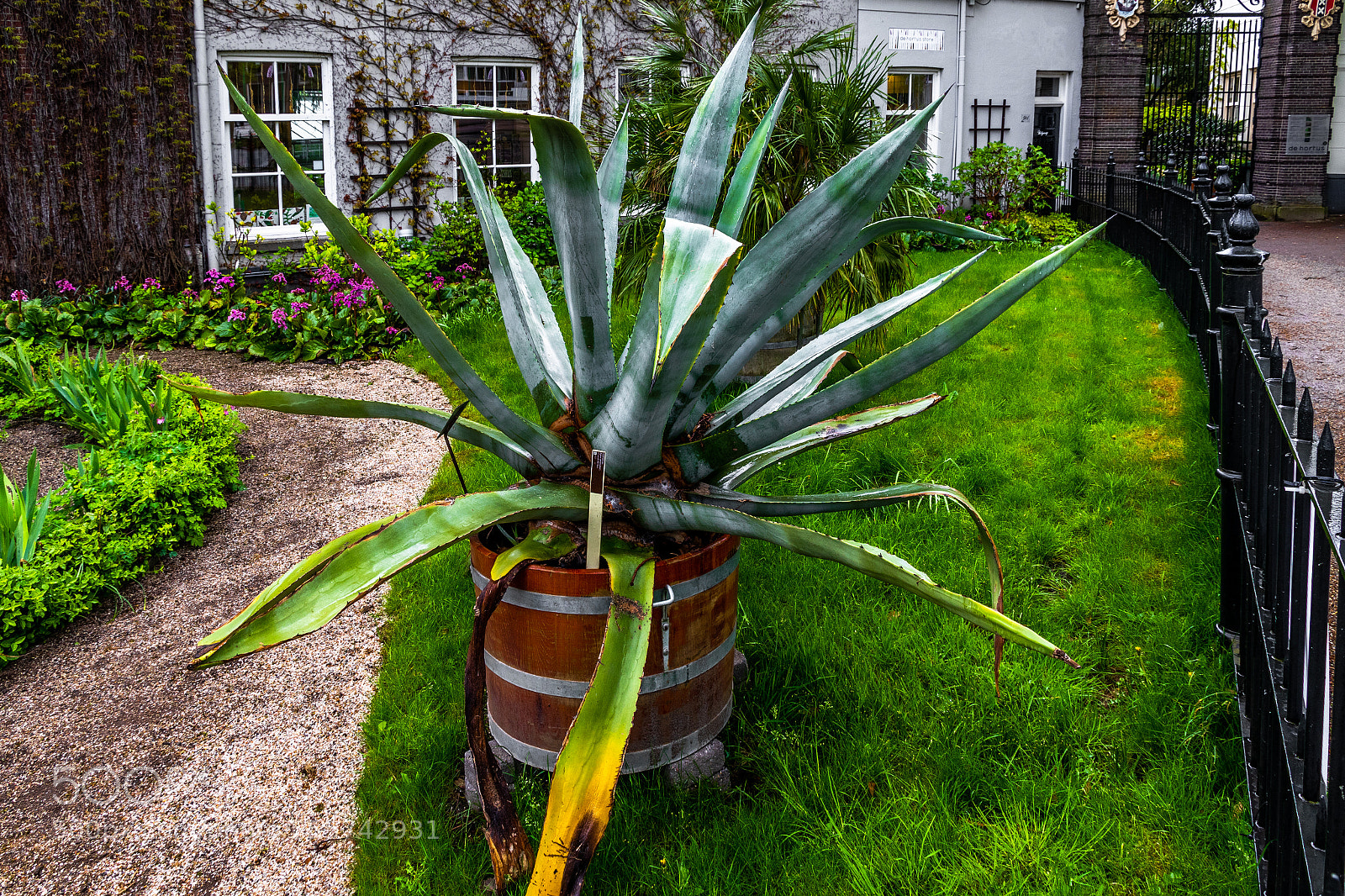 Canon EOS 80D sample photo. A plant at the photography