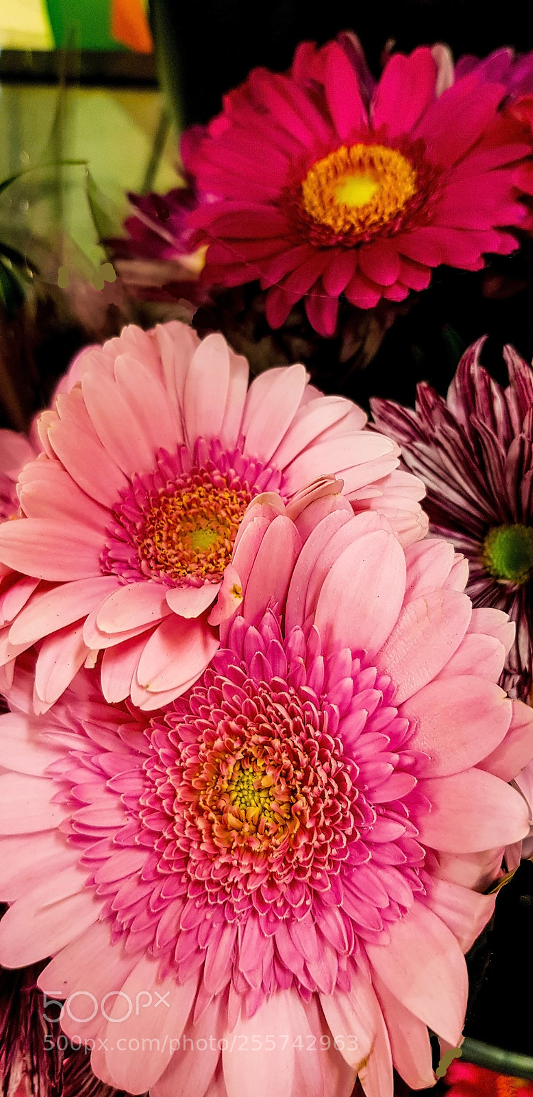 Samsung Galaxy S8 sample photo. Pink flowers in the photography