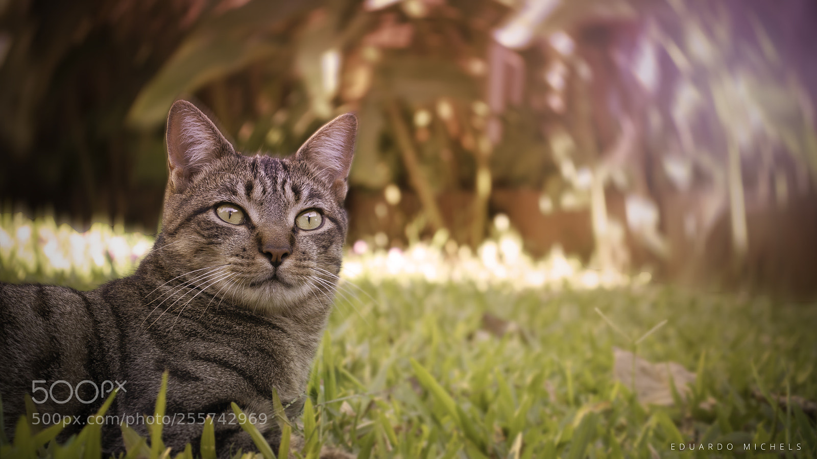 Canon EOS 800D (EOS Rebel T7i / EOS Kiss X9i) sample photo. Tom photography
