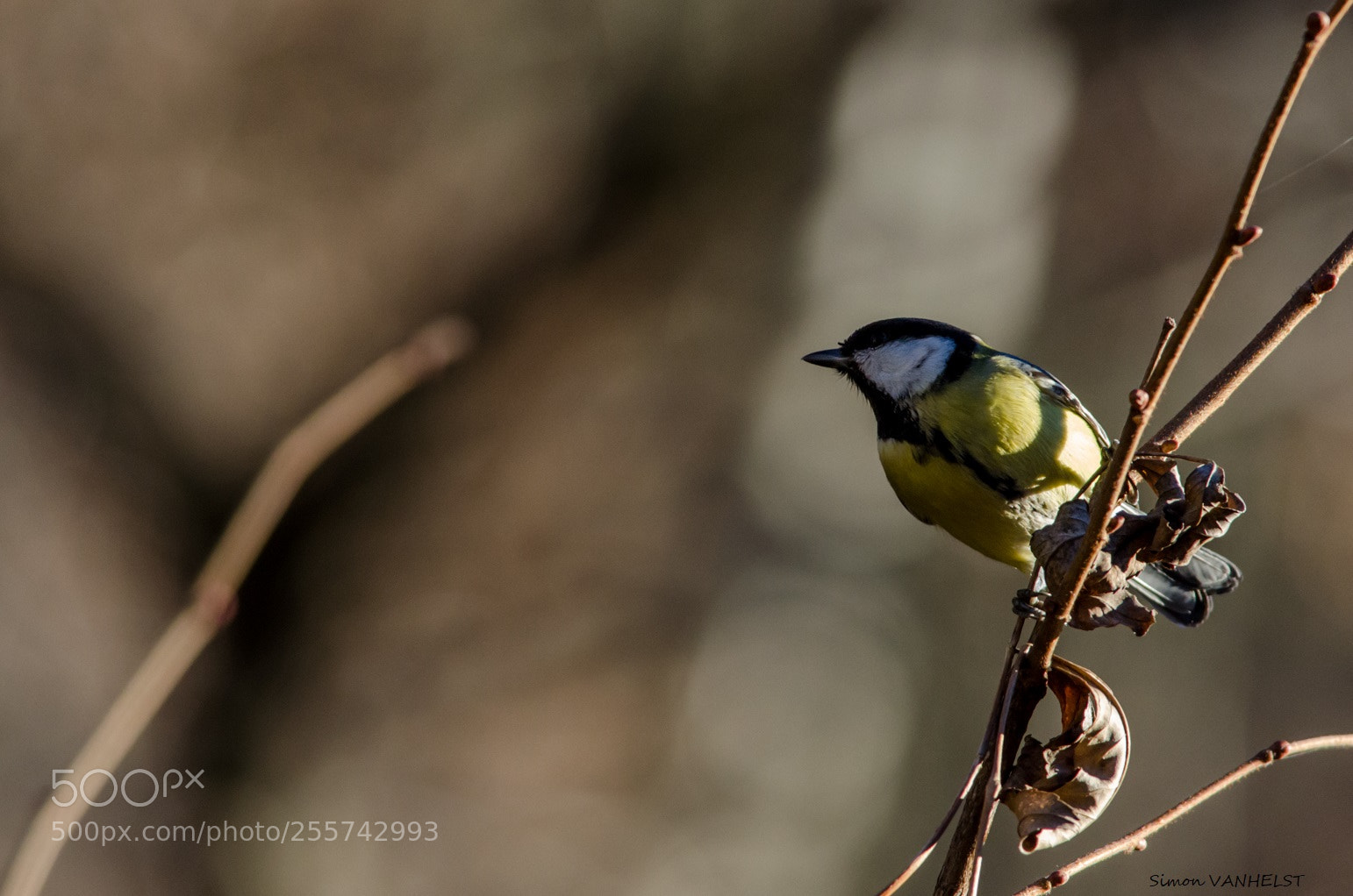 Nikon D5100 sample photo. Mésange charbonnière photography