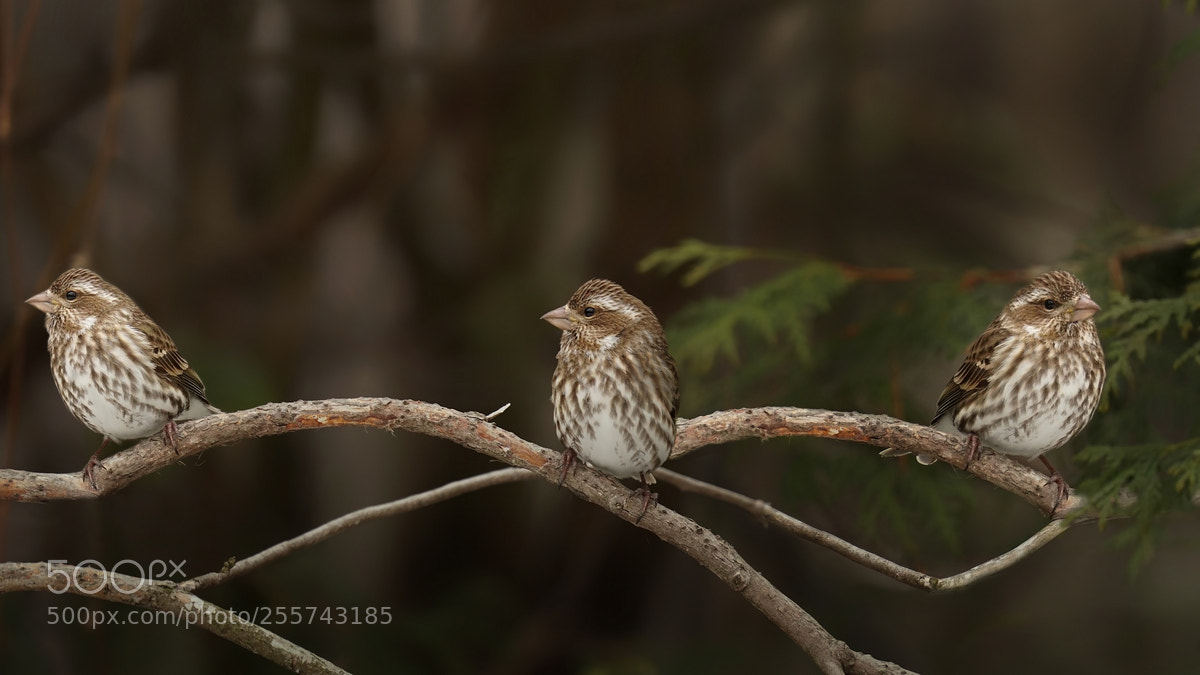 Sony a6300 sample photo. Sparrows photography