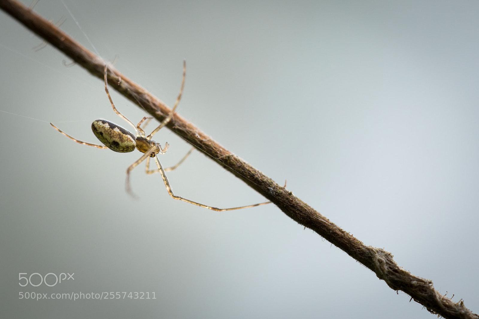 Canon EOS 6D Mark II sample photo. Tiny tiny spider ! photography