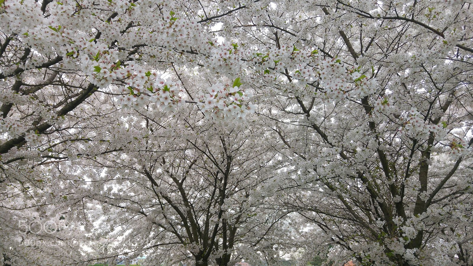 LG G4 sample photo. Cherry blossom photography
