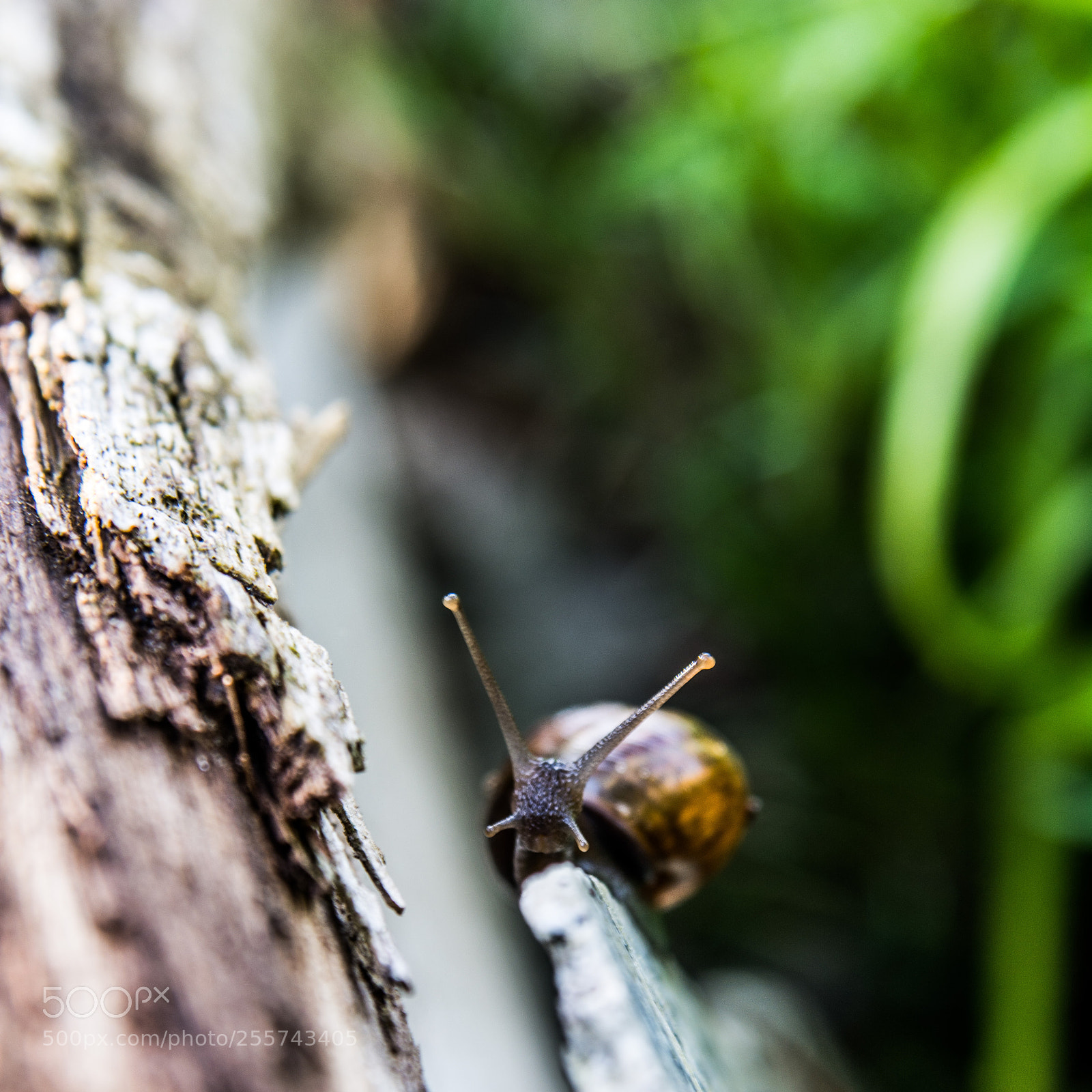 Nikon D7100 sample photo. Snail 29.4.2018 photography