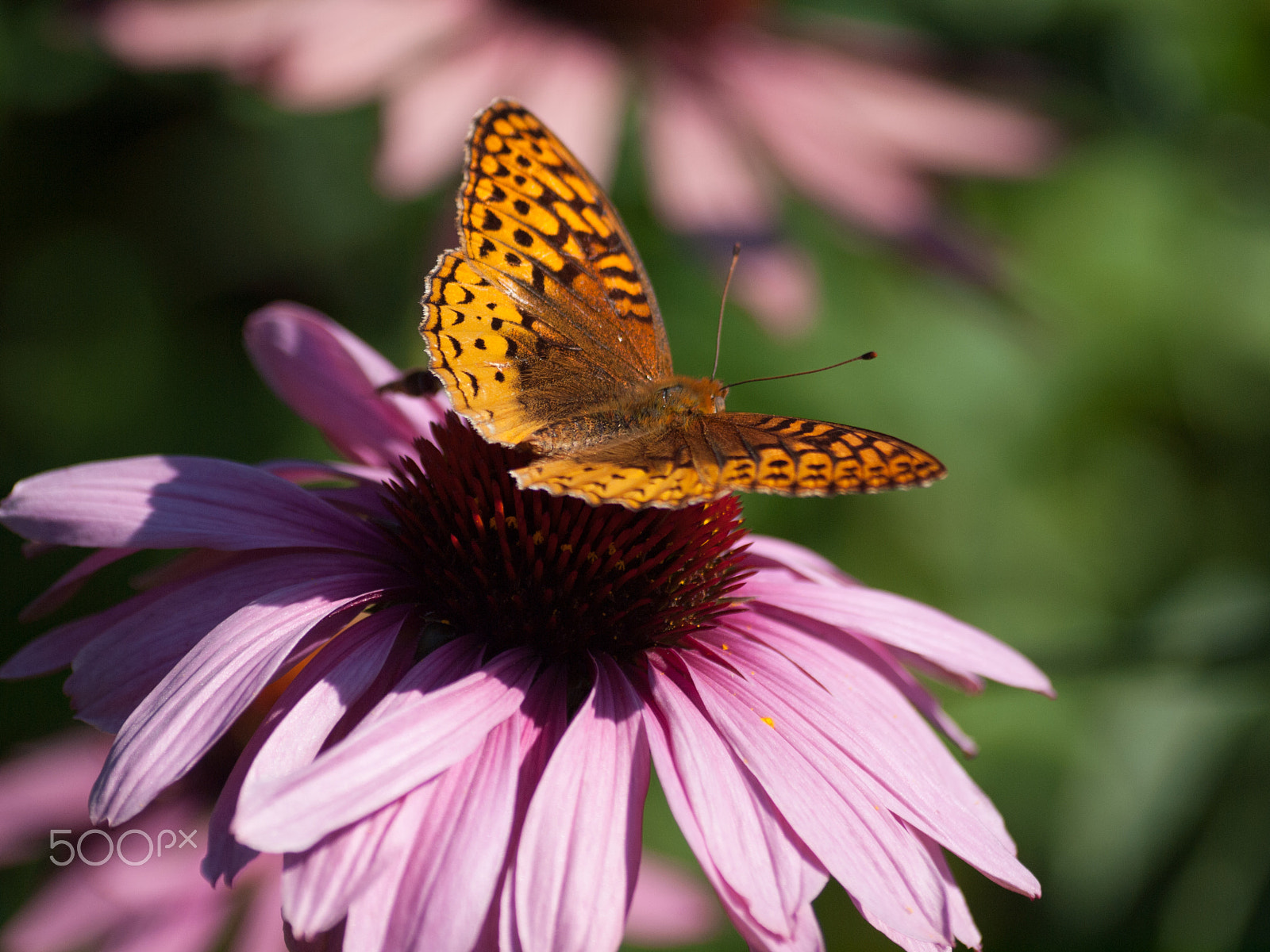 Olympus E-620 (EVOLT E-620) sample photo. Butterfly shade photography