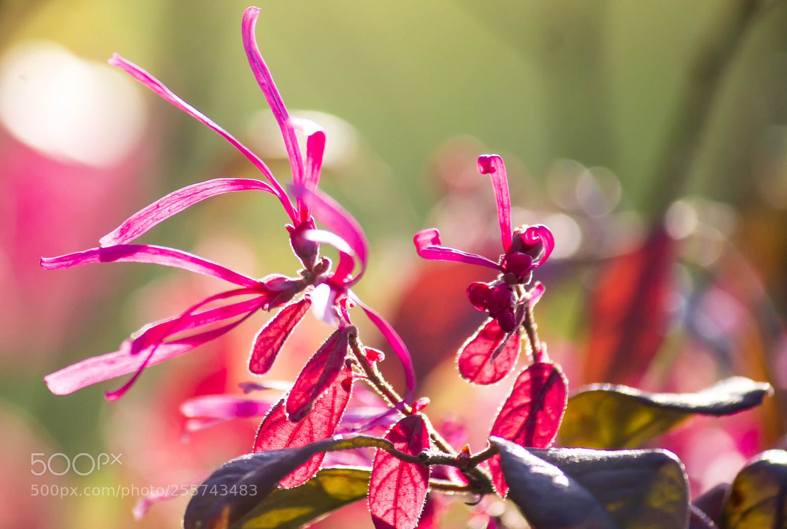 Canon EOS 600D (Rebel EOS T3i / EOS Kiss X5) sample photo. Dance in the wind photography