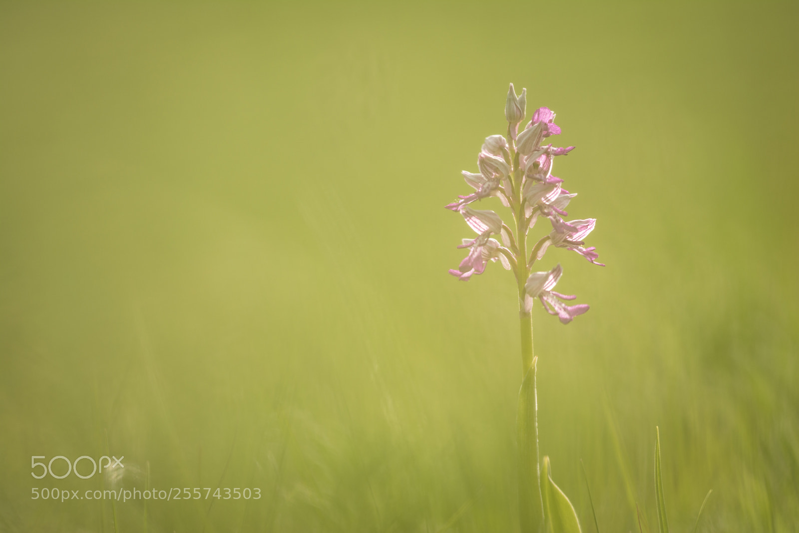 Nikon D7100 sample photo. Orchidée photography