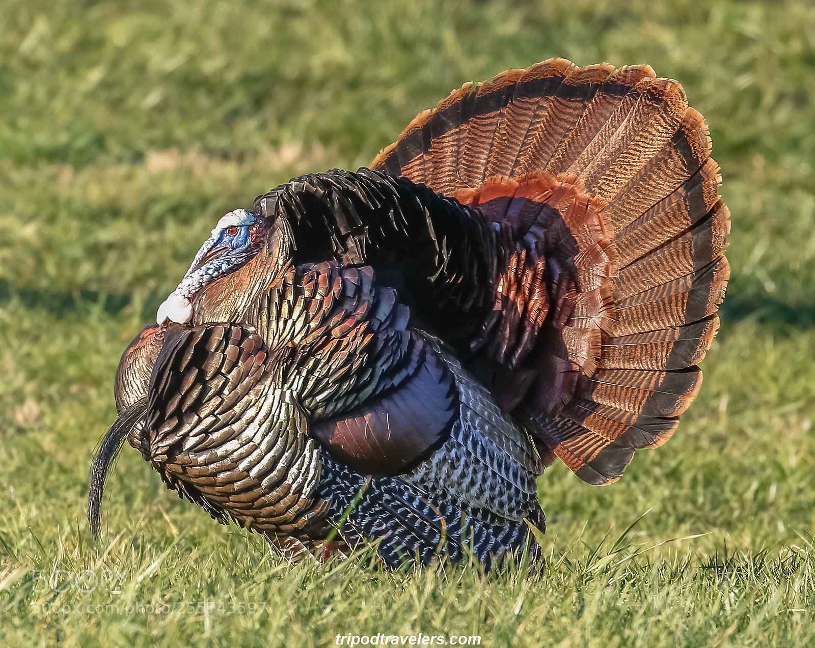 Canon EOS 7D Mark II sample photo. Great smoky mountain national photography