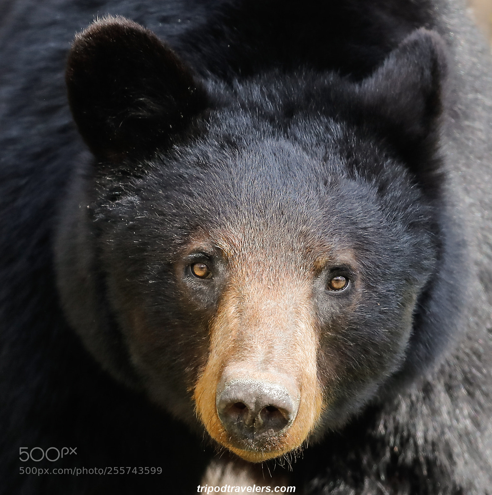 Canon EOS 5D Mark IV sample photo. Great smoky mountain national photography