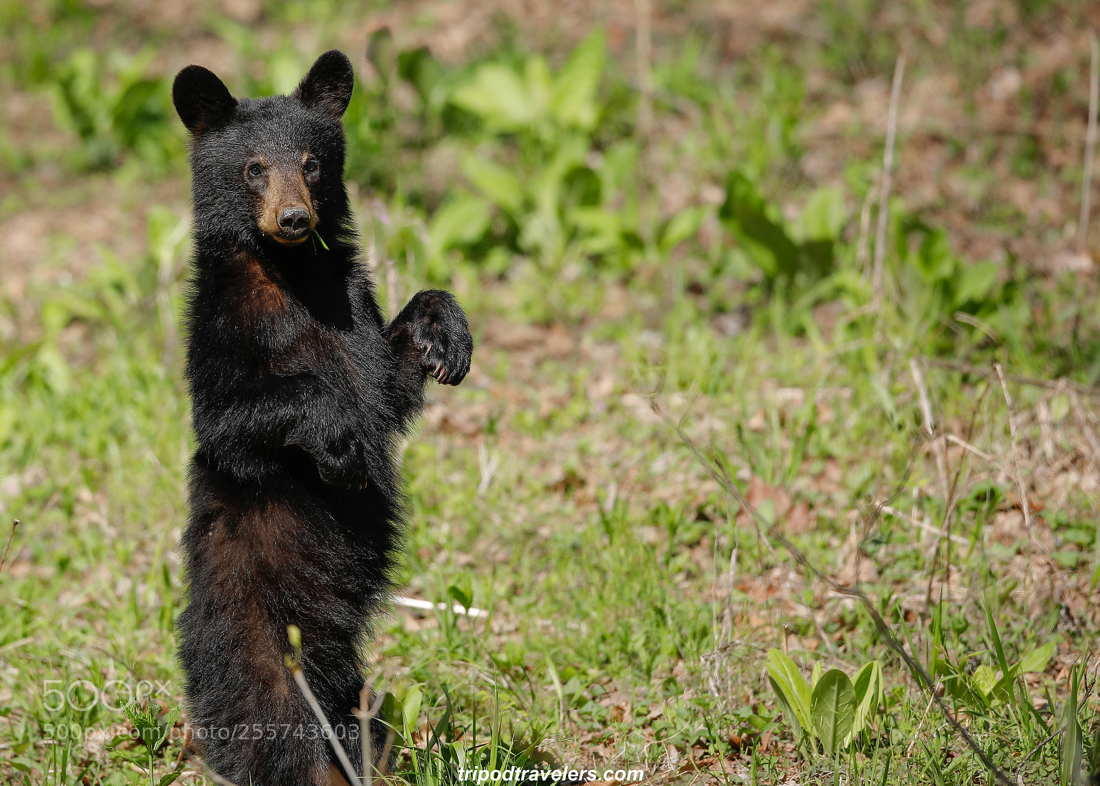 Canon EOS 5D Mark IV sample photo. Great smoky mountain national photography