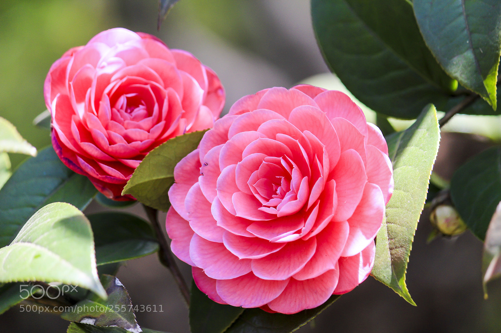 Canon EOS 600D (Rebel EOS T3i / EOS Kiss X5) sample photo. Xxxx flower? photography