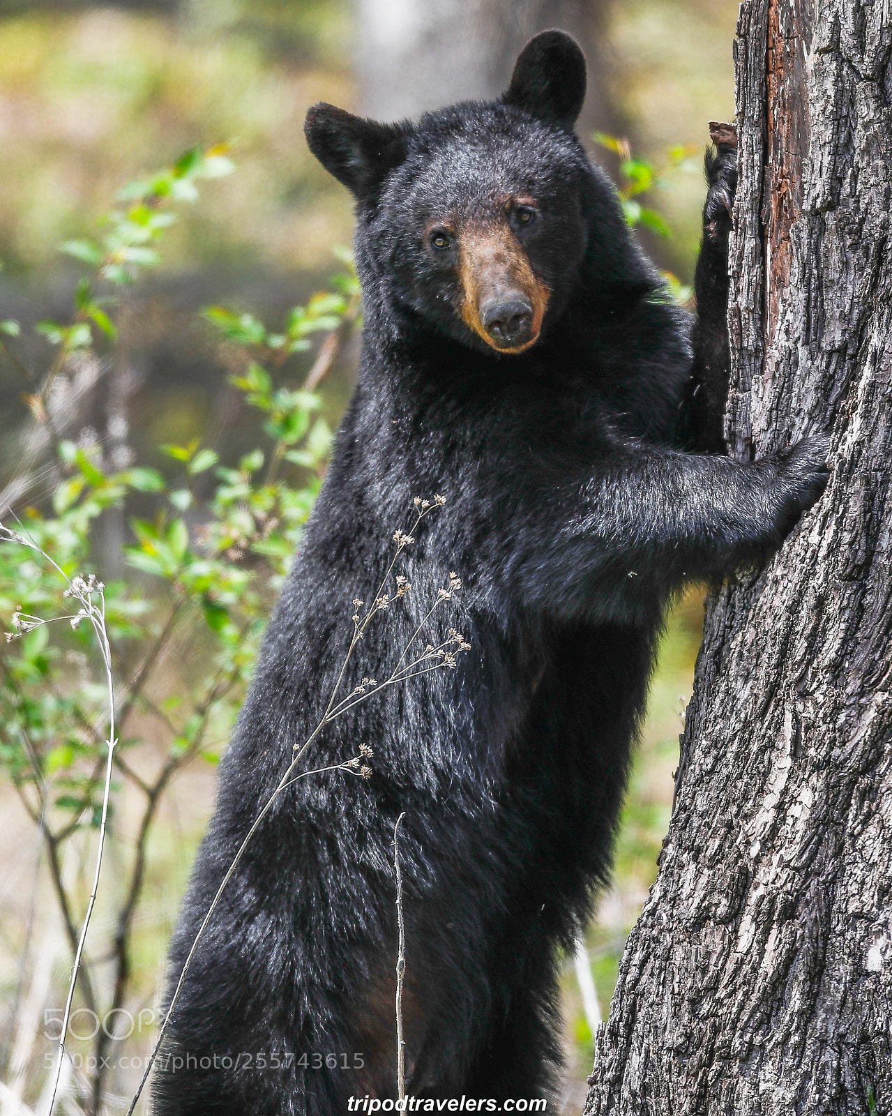 Canon EOS 5D Mark IV sample photo. Great smoky mountain national photography