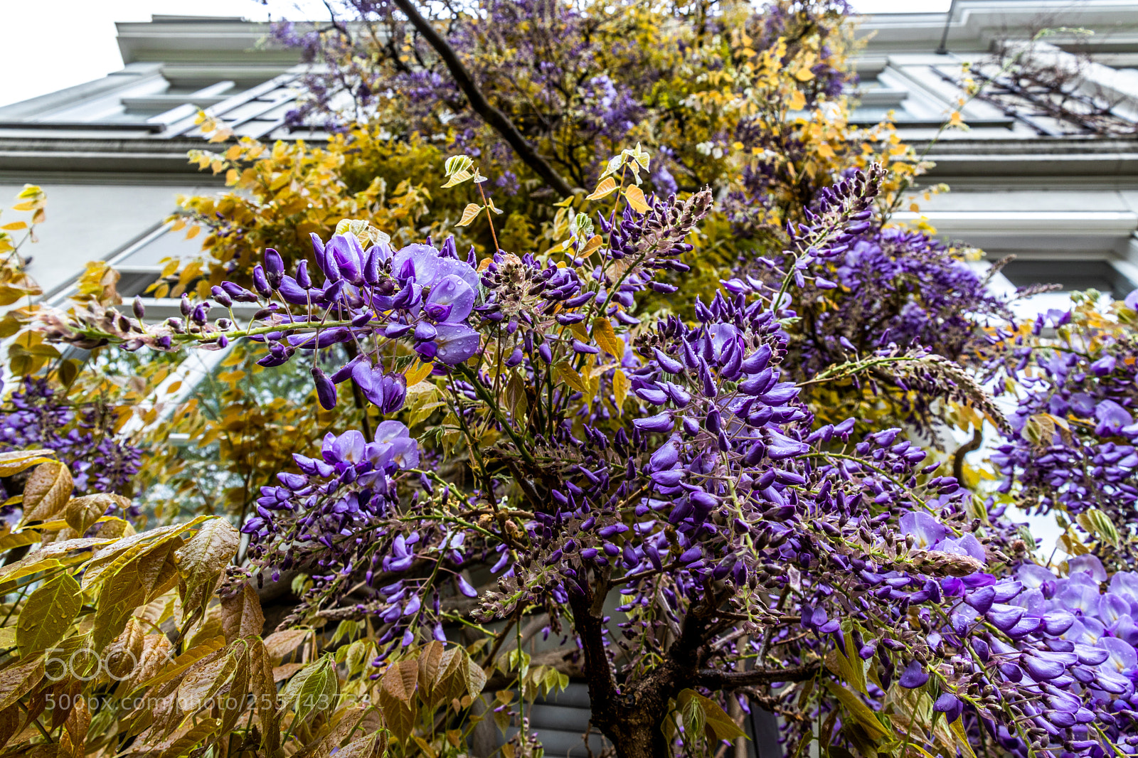 Canon EOS 80D sample photo. Purple flower at hortus photography